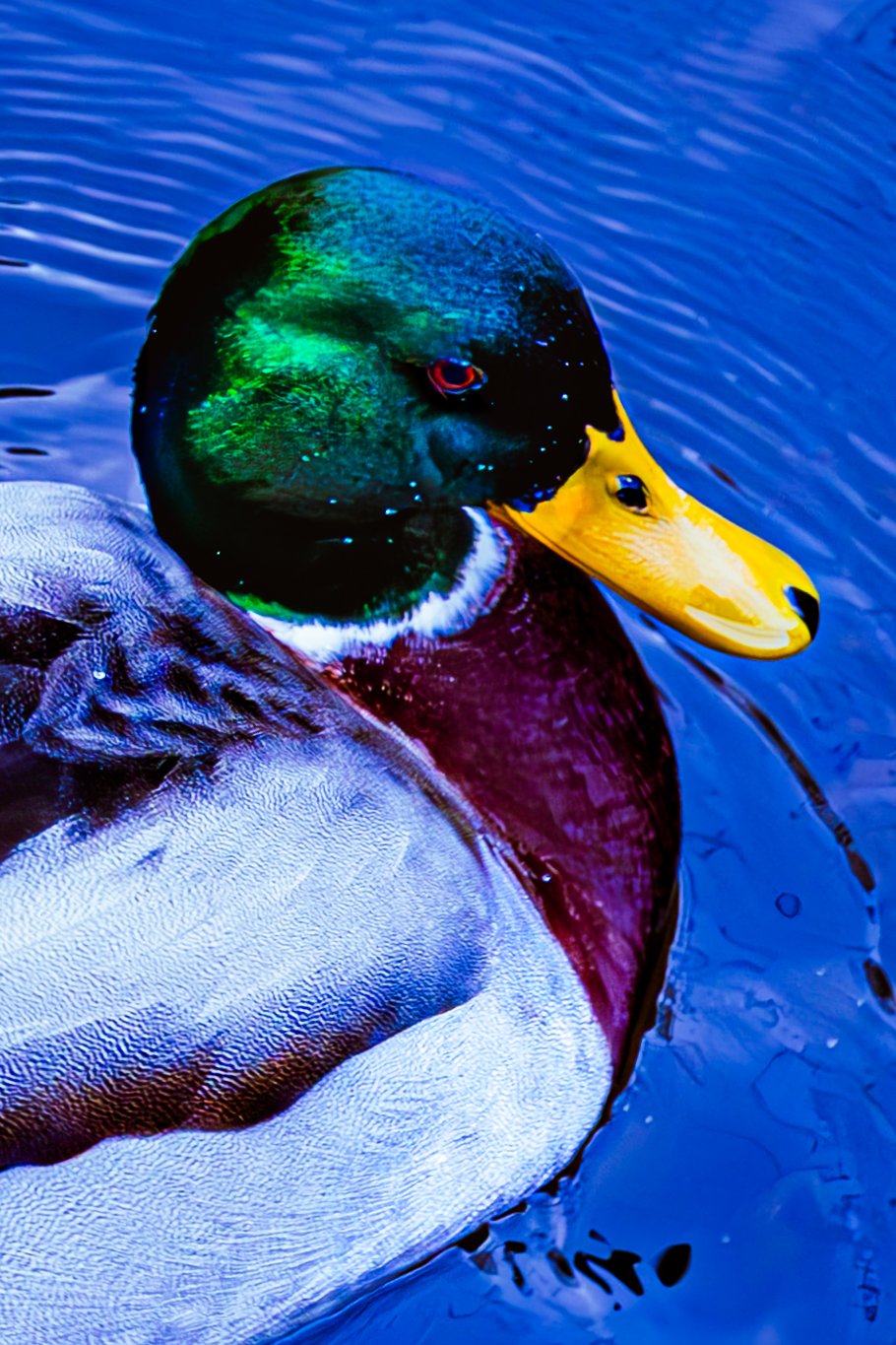 Spring in Littleborough - Elisha Harris, WorldHere 21.03.2026 (5 of 21).jpg