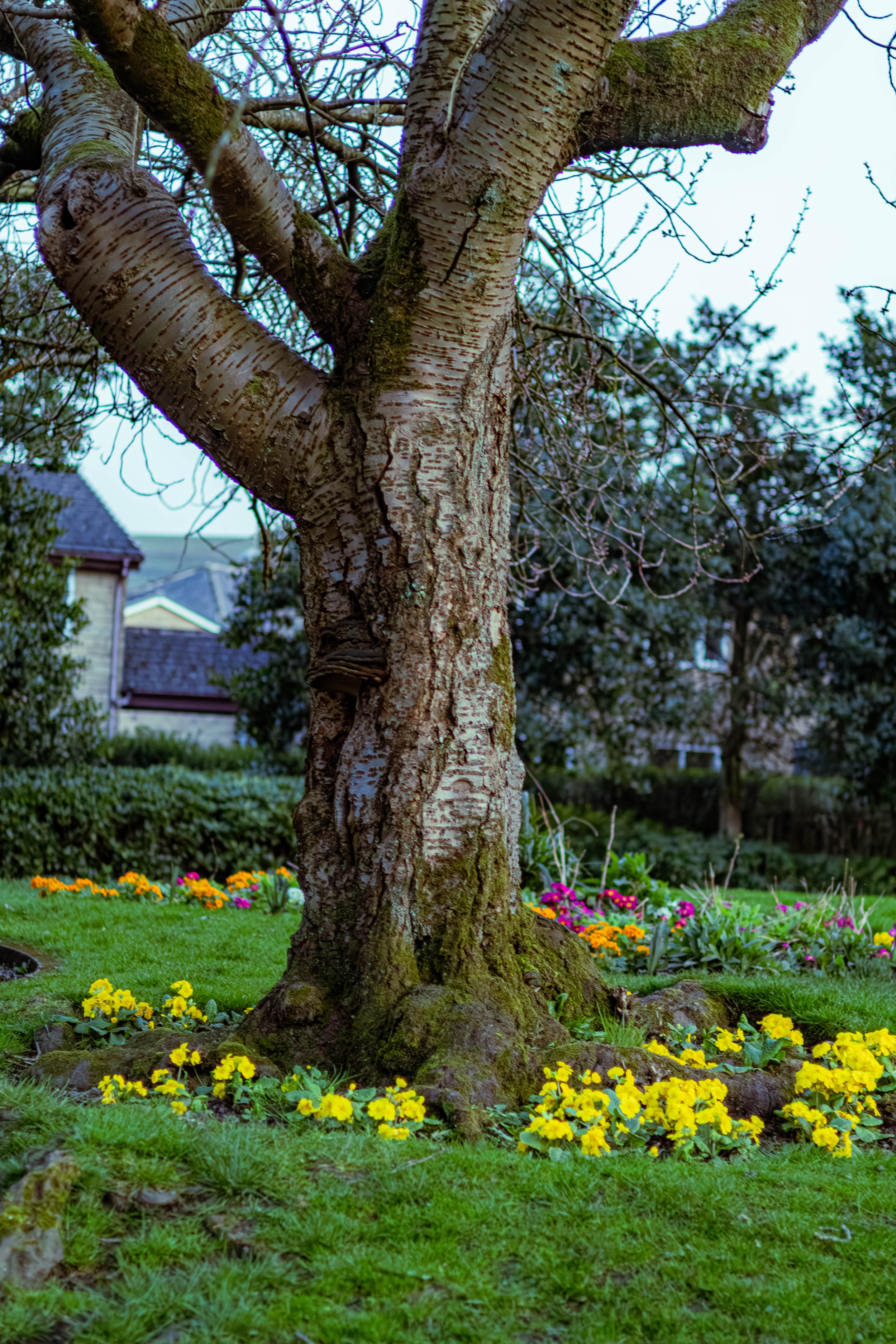 Spring in Littleborough - Elisha Harris, WorldHere 21.03.2026 (14 of 33).jpg