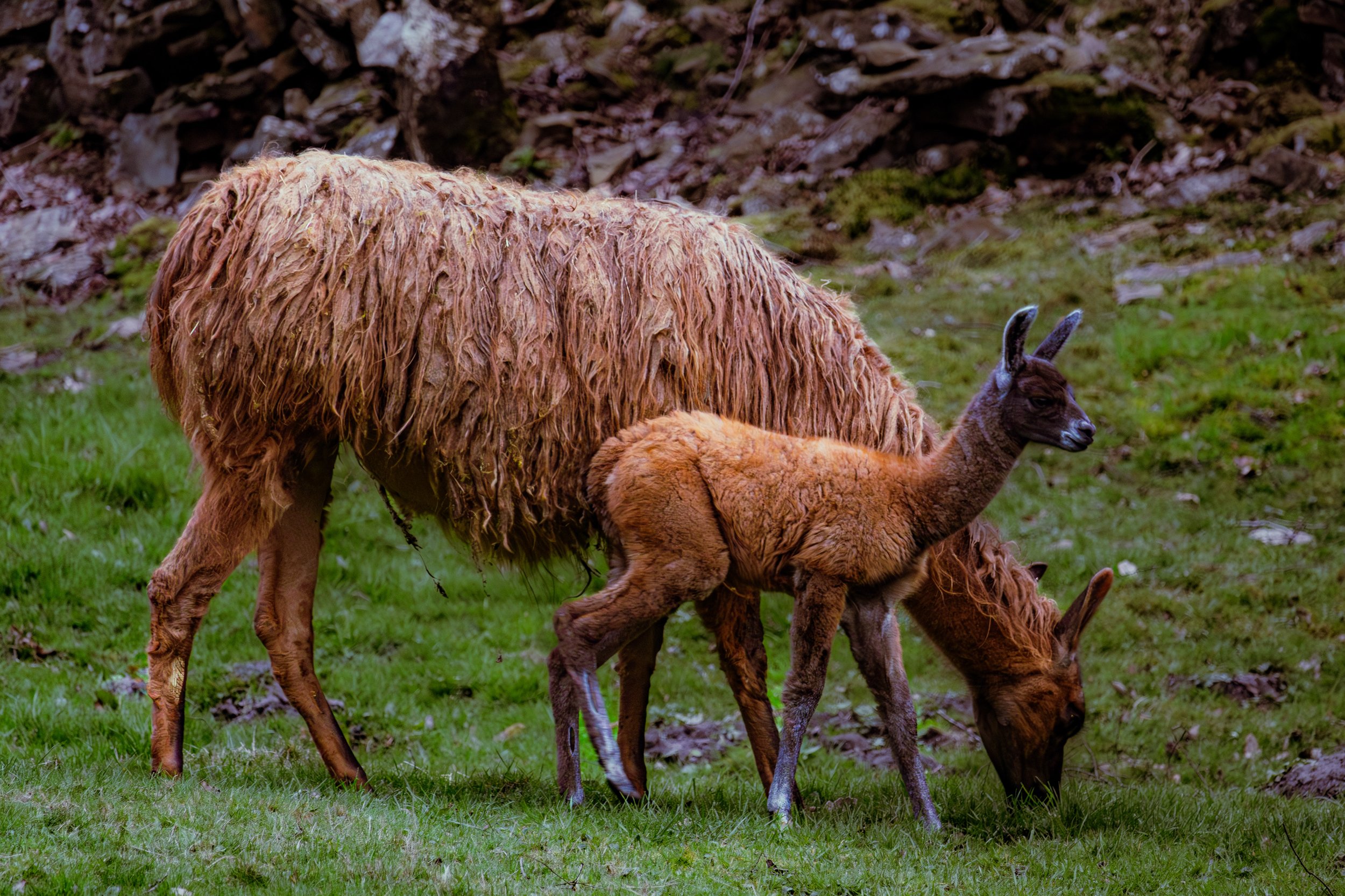 Spring in Littleborough - Elisha Harris, WorldHere 21.03.2026 (10 of 13).jpg