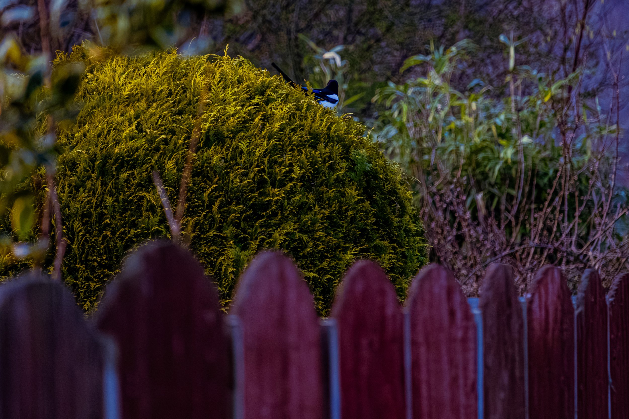 Spring in Littleborough - Elisha Harris, WorldHere 21.03.2026 (6 of 33).jpg