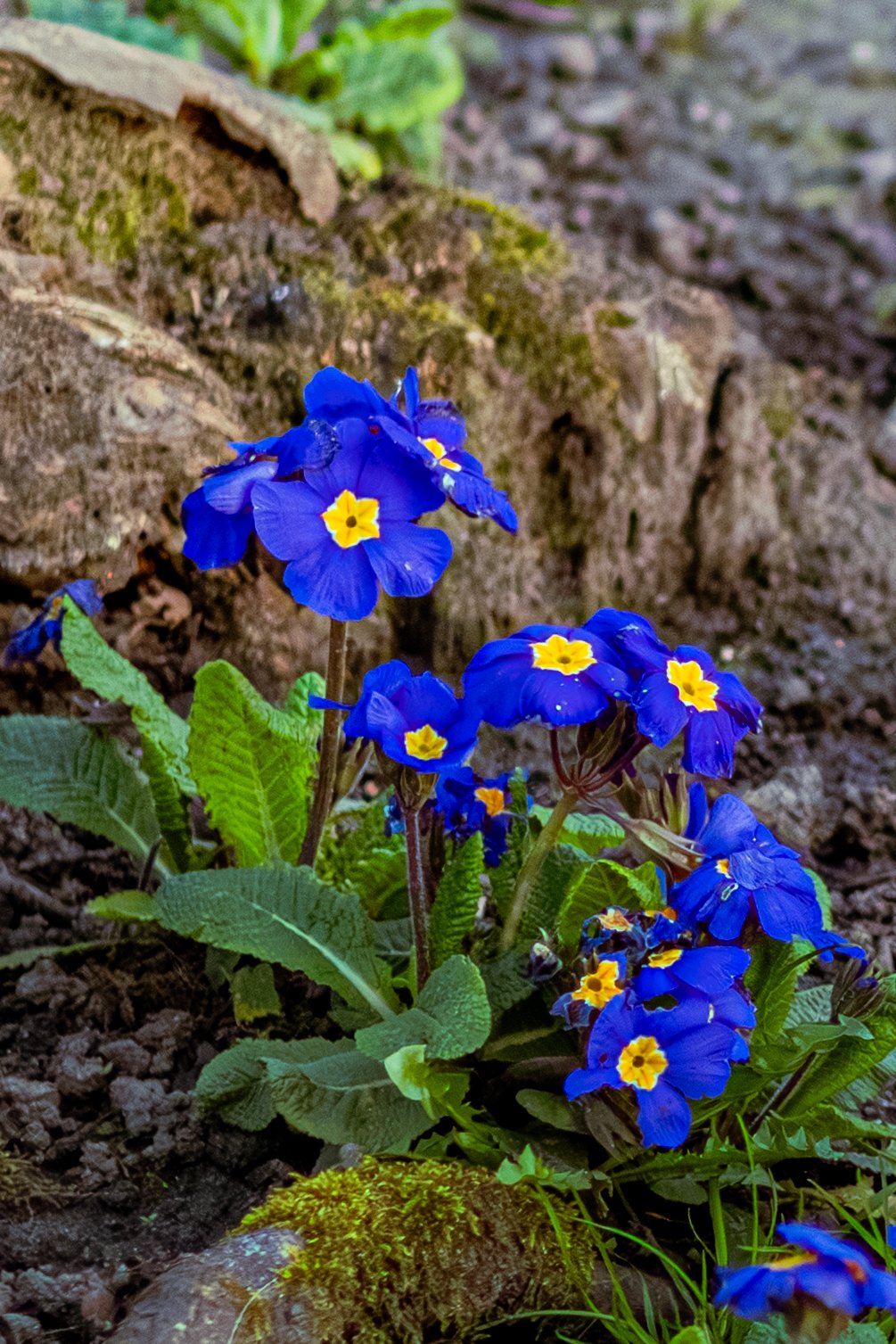 Spring in Littleborough - Elisha Harris, WorldHere 21.03.2026 (16 of 33).jpg