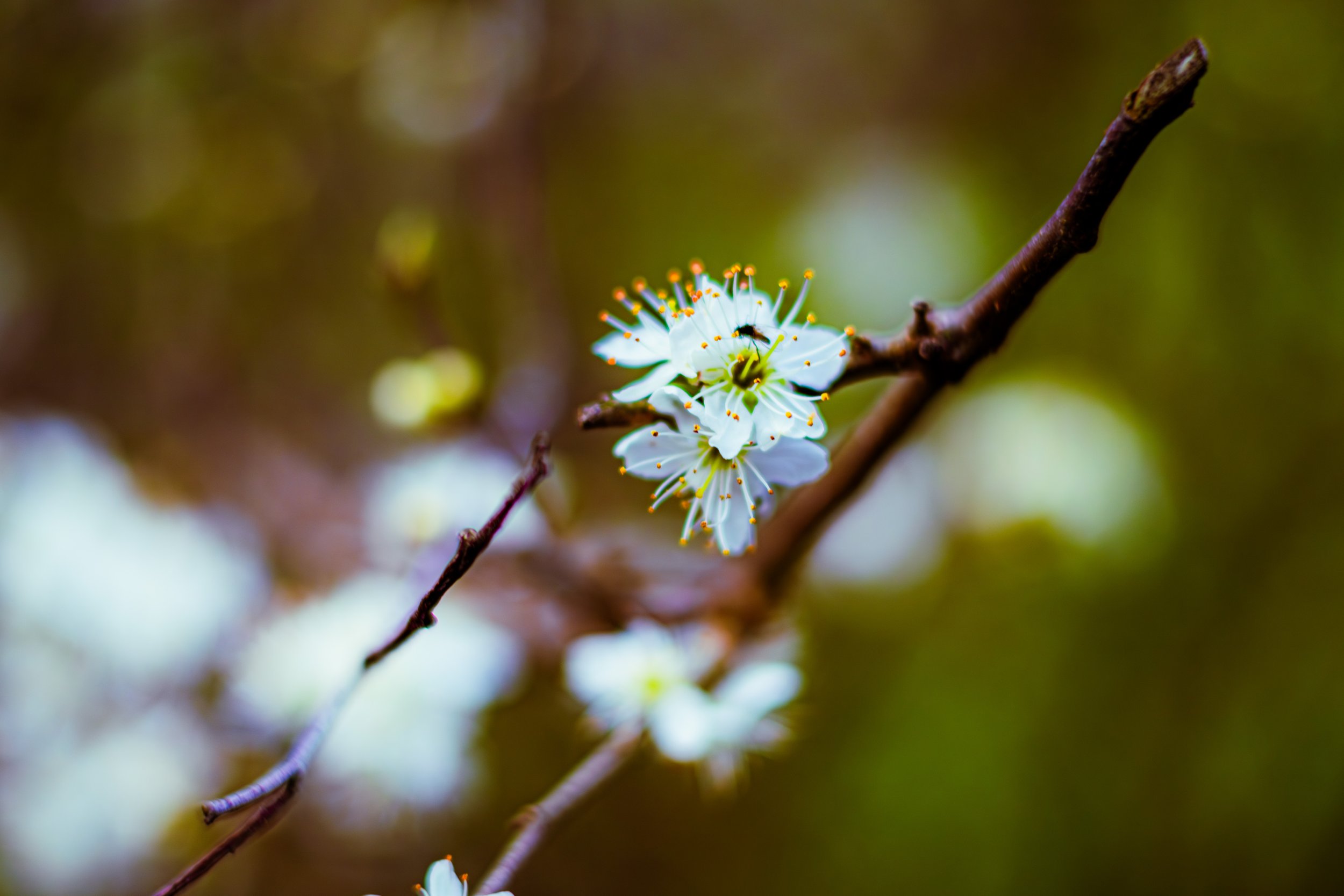 Spring in Littleborough - Elisha Harris, WorldHere 21.03.2026 (3 of 13).jpg
