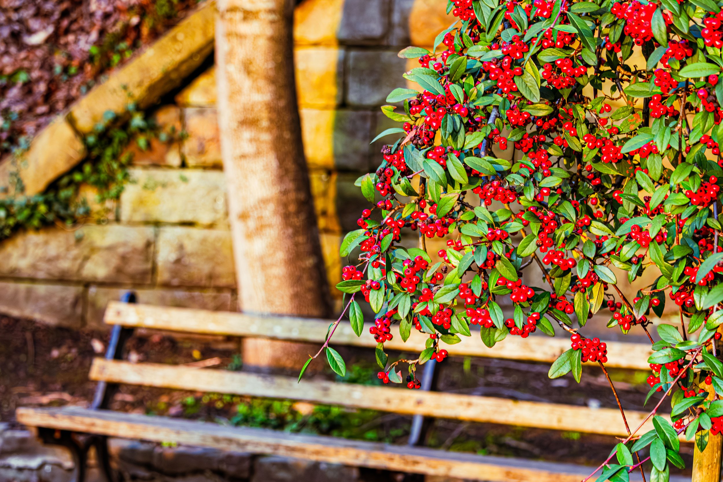 Spring in Littleborough - Elisha Harris, WorldHere 21.03.2026 (3 of 21).jpg