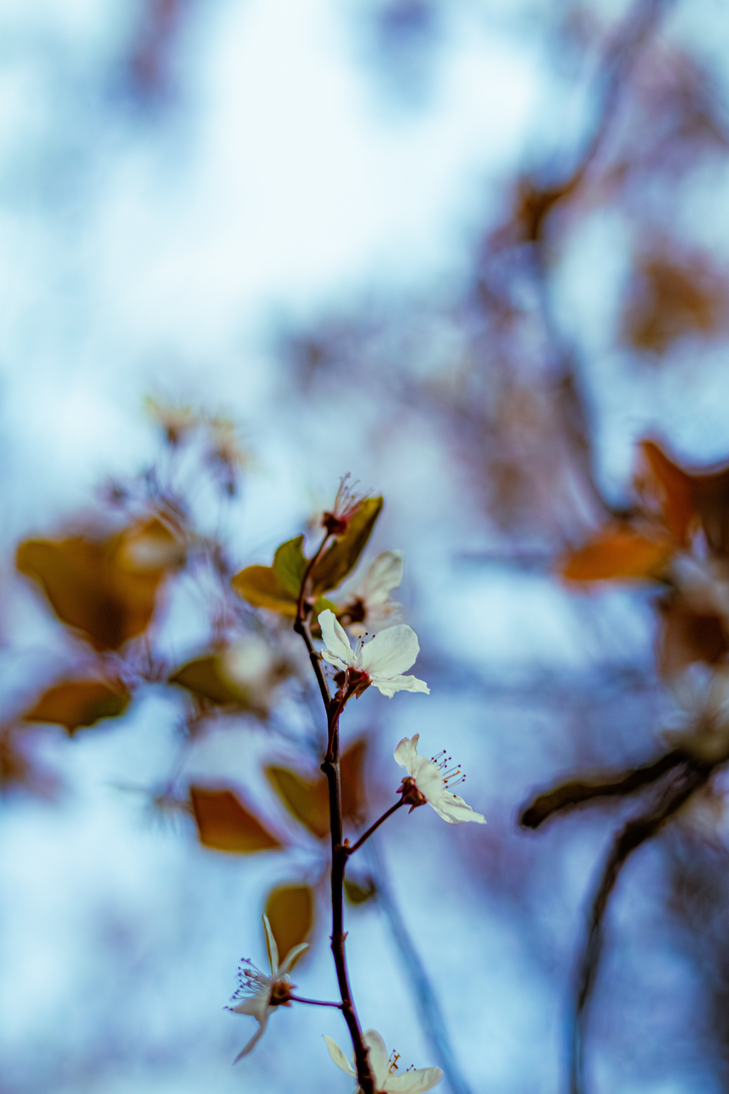 Spring in Littleborough - Elisha Harris, WorldHere 21.03.2026 (22 of 33).jpg