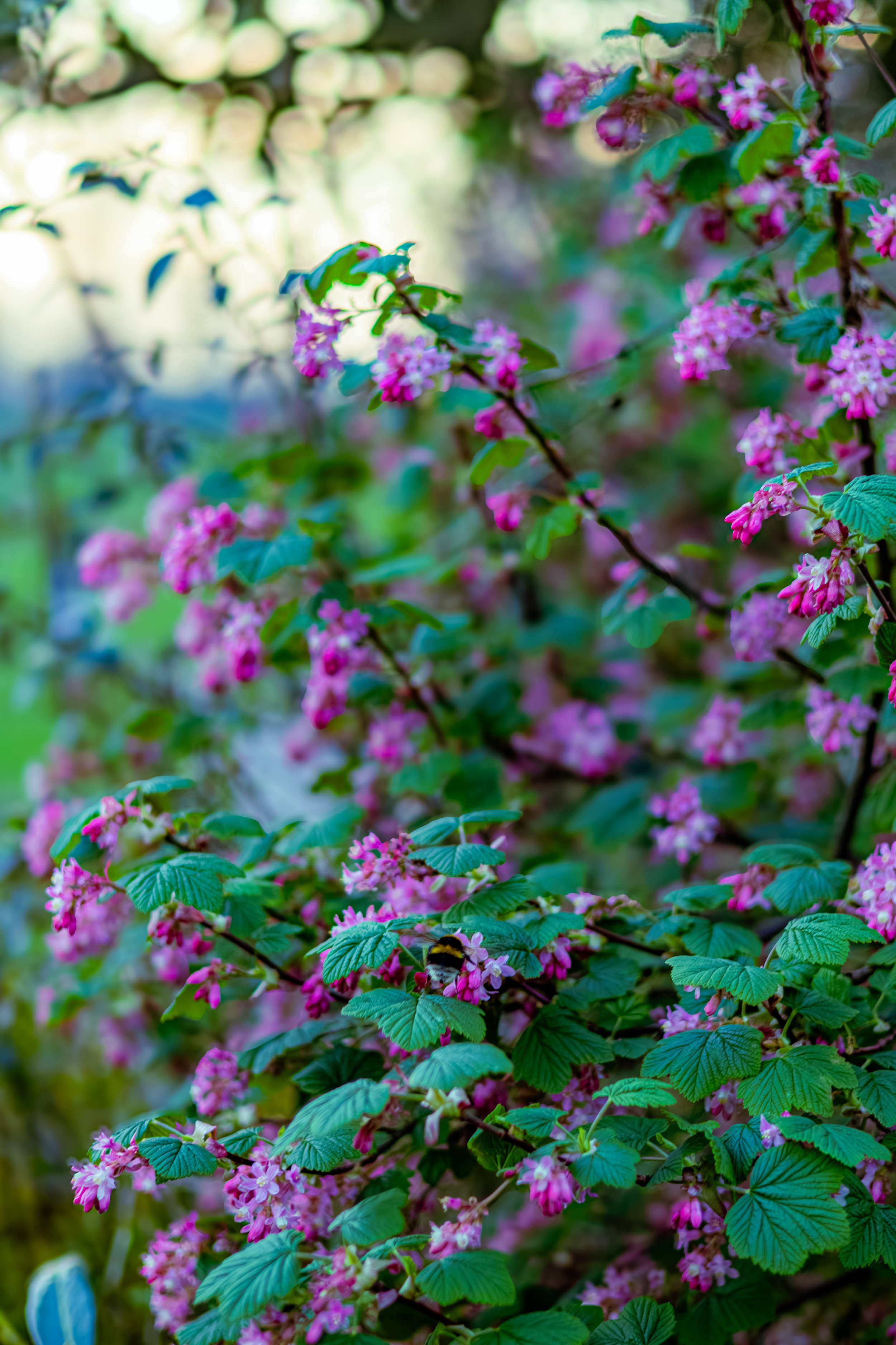 Spring in Littleborough - Elisha Harris, WorldHere 21.03.2026 (10 of 33).jpg