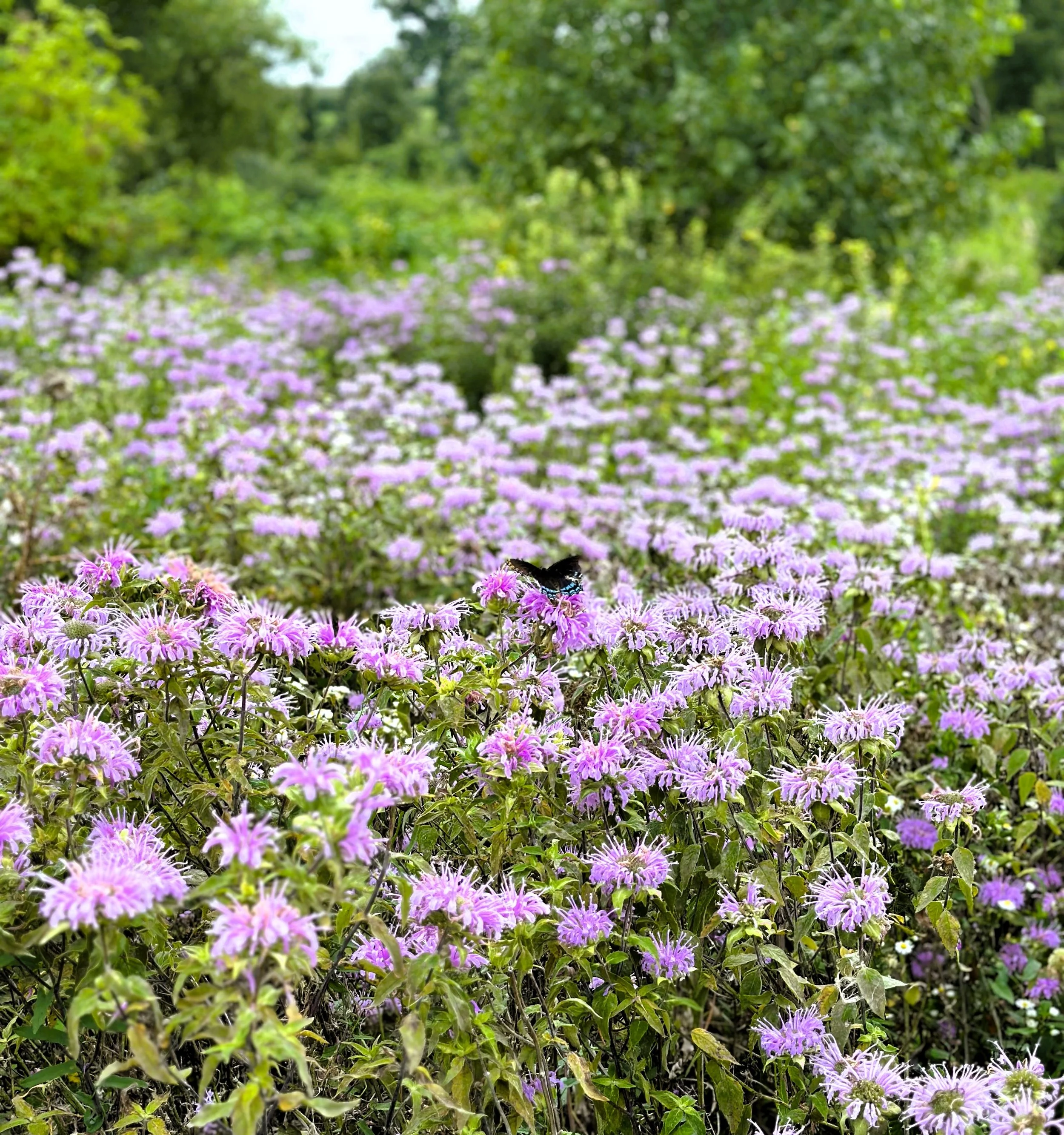 Butterfly Bounty.JPG