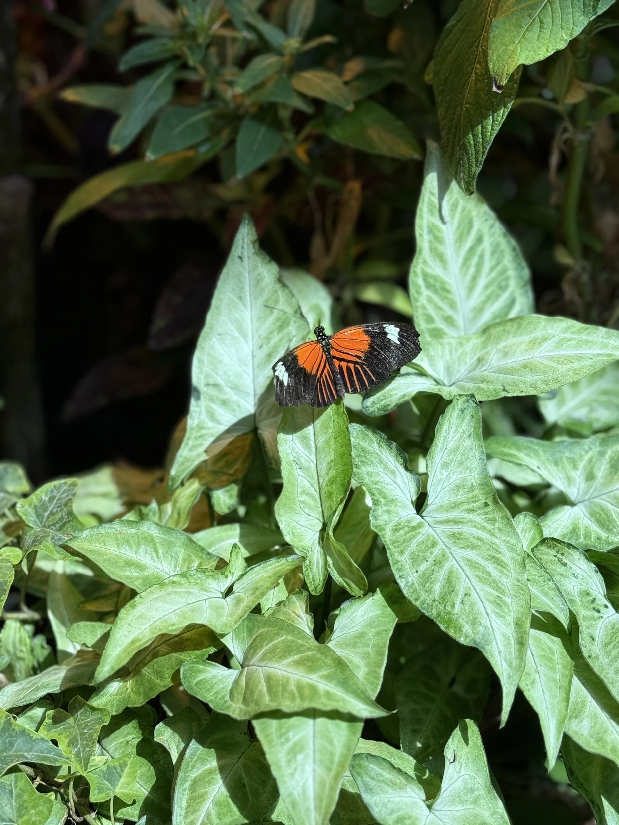 The Night I Grew My Butterfly Wings