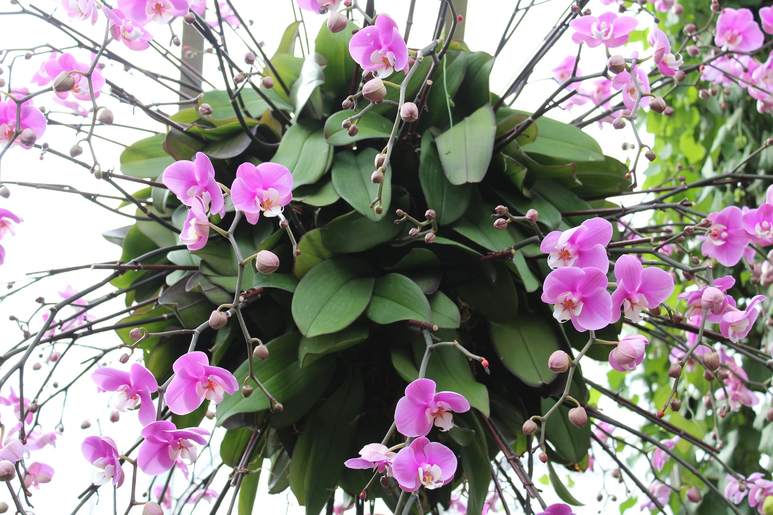 Beautiful Abundance - Original.JPG