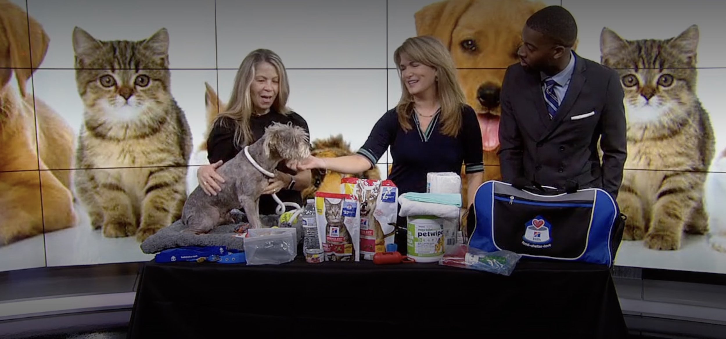 Hurricane season 2025: How to prepare your pets
