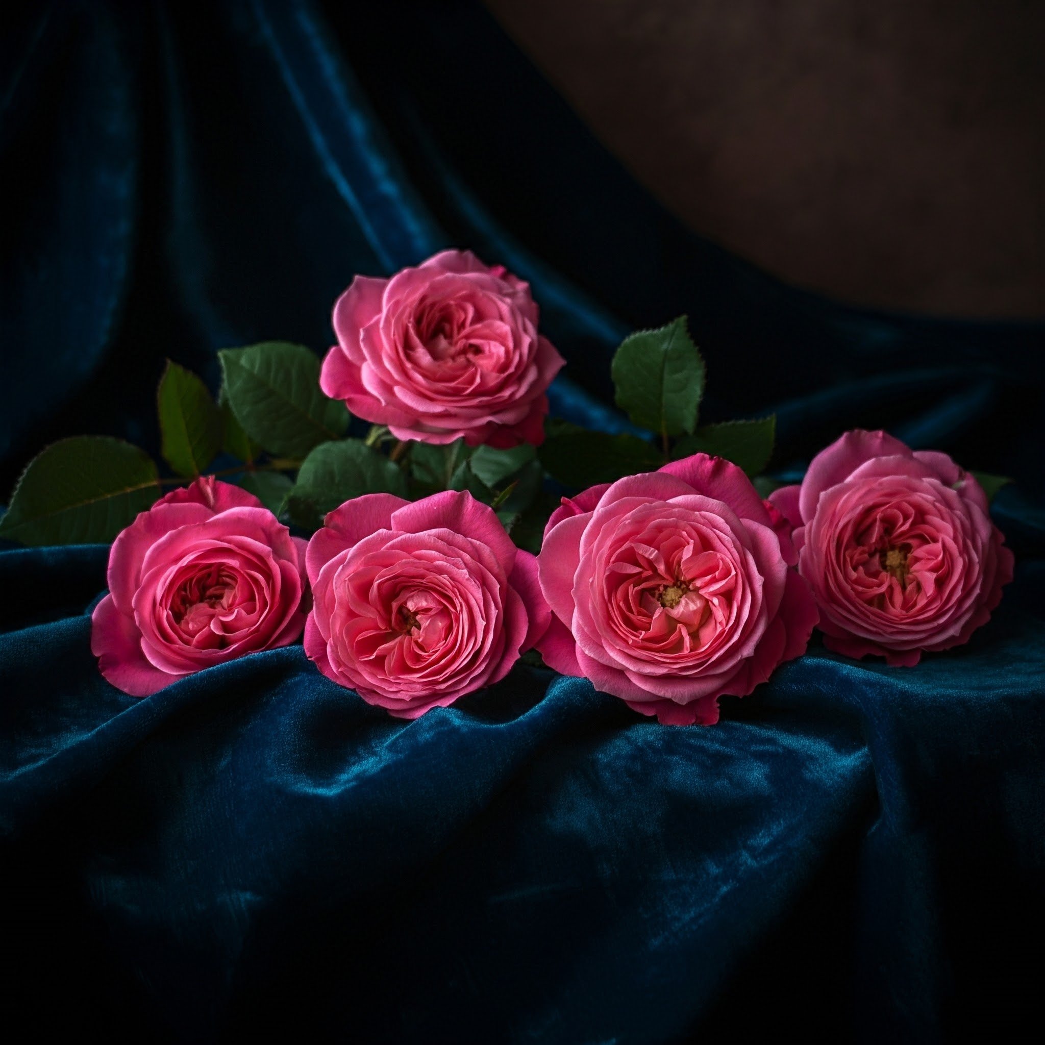 Tray of Bulgarian roses on a dark blue velvet cloth, representing the luxurious and floral fragrance of K-Scents Bulgarian Rose Grasse Perfume