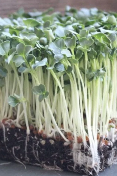 Radish Daikon Minowase