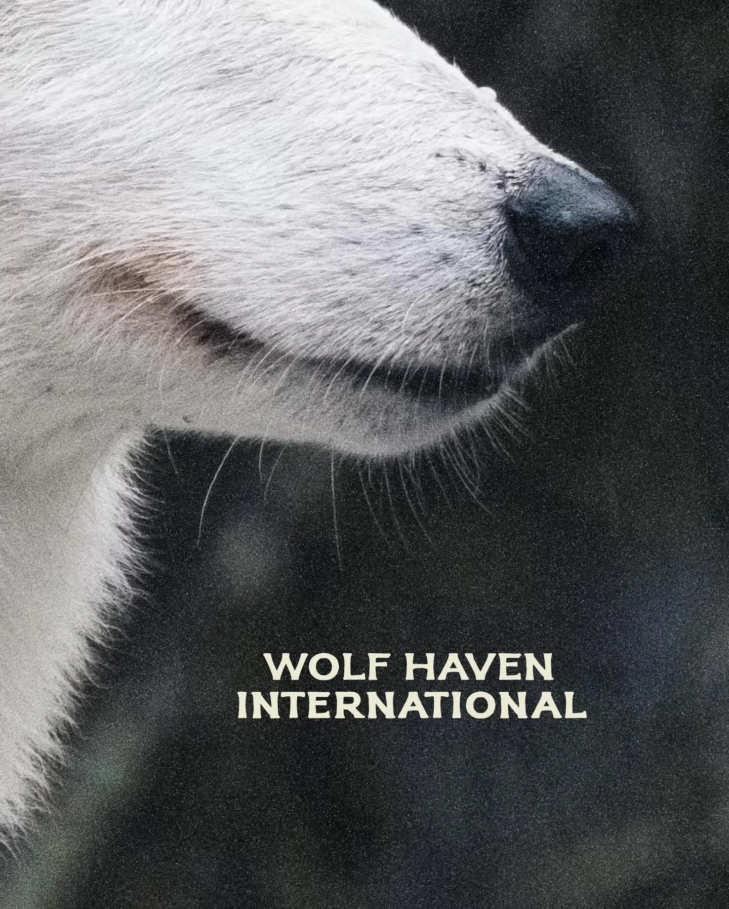 Wolf Haven International came to me needing a way to show up that matched the seriousness of the work they do, conserving and protecting wolves since 1982, without losing the warmth that makes people want to get involved.

The initial problem was coh