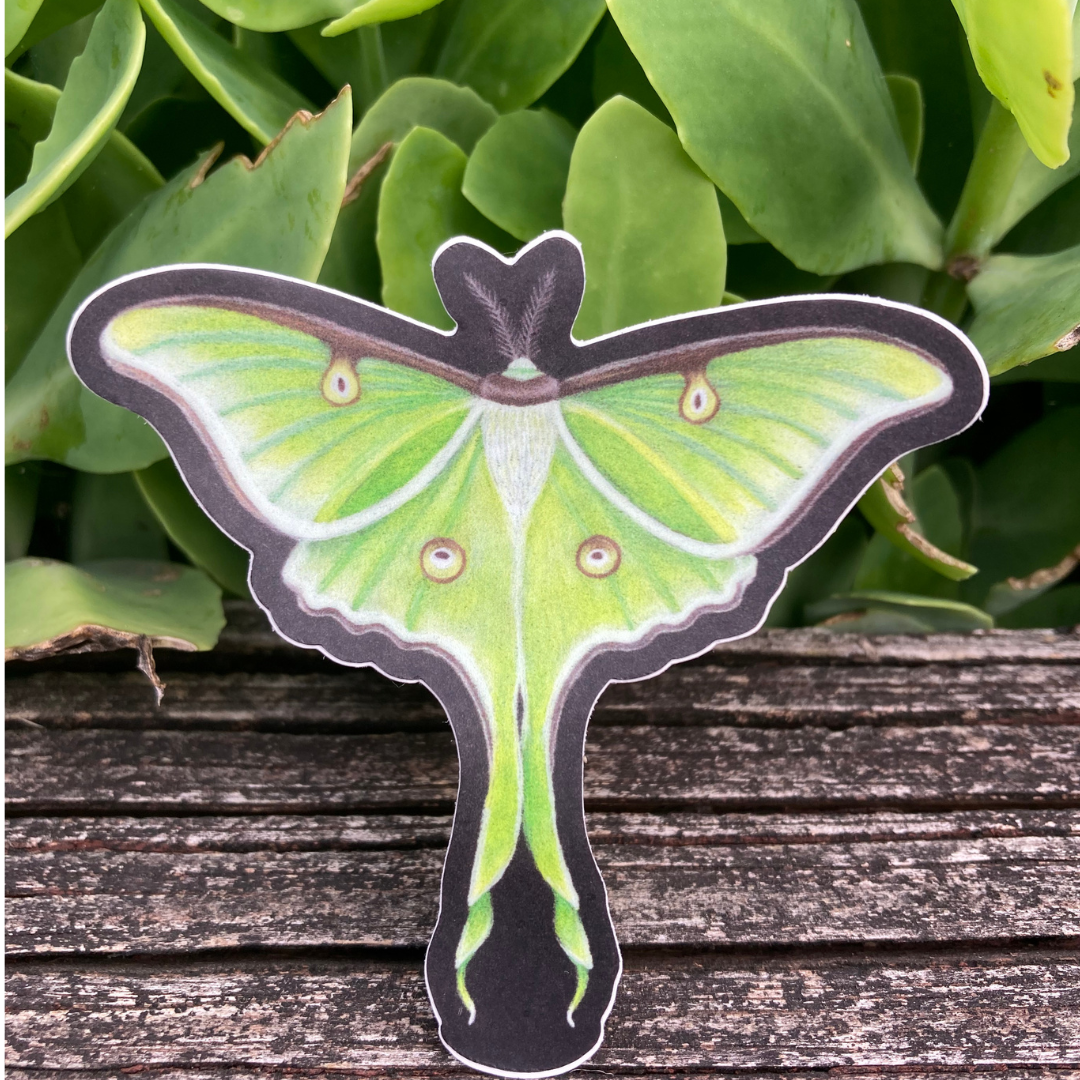 Luna Moth