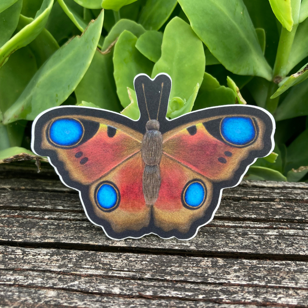 Red and Blue Moth