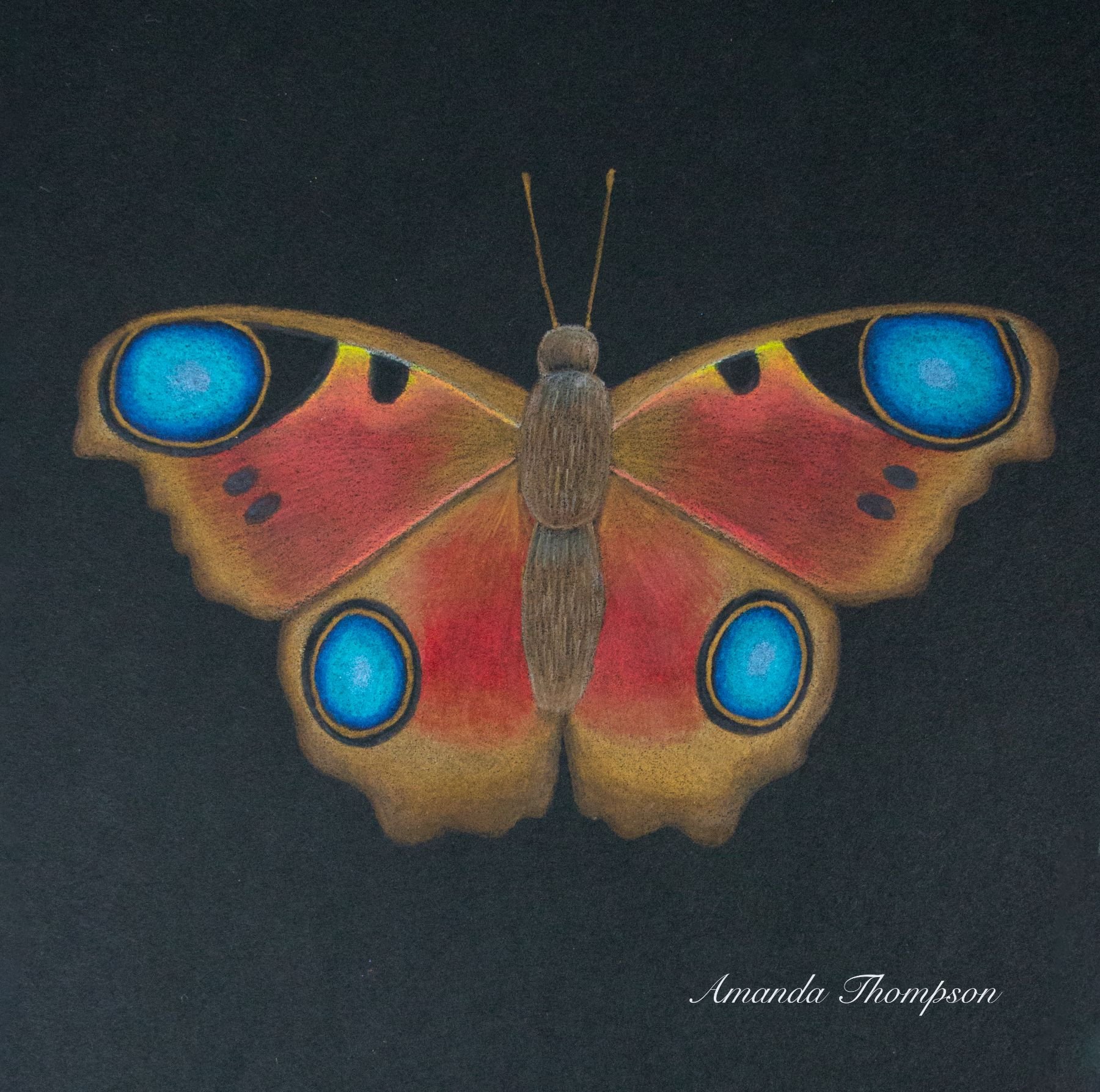 Blue Spotted Moth