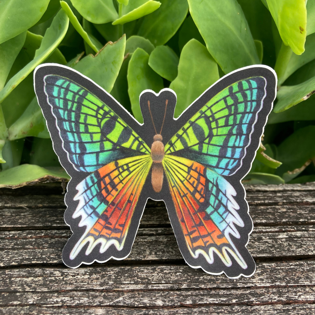 Tiger Stripe Butterfly Sticker