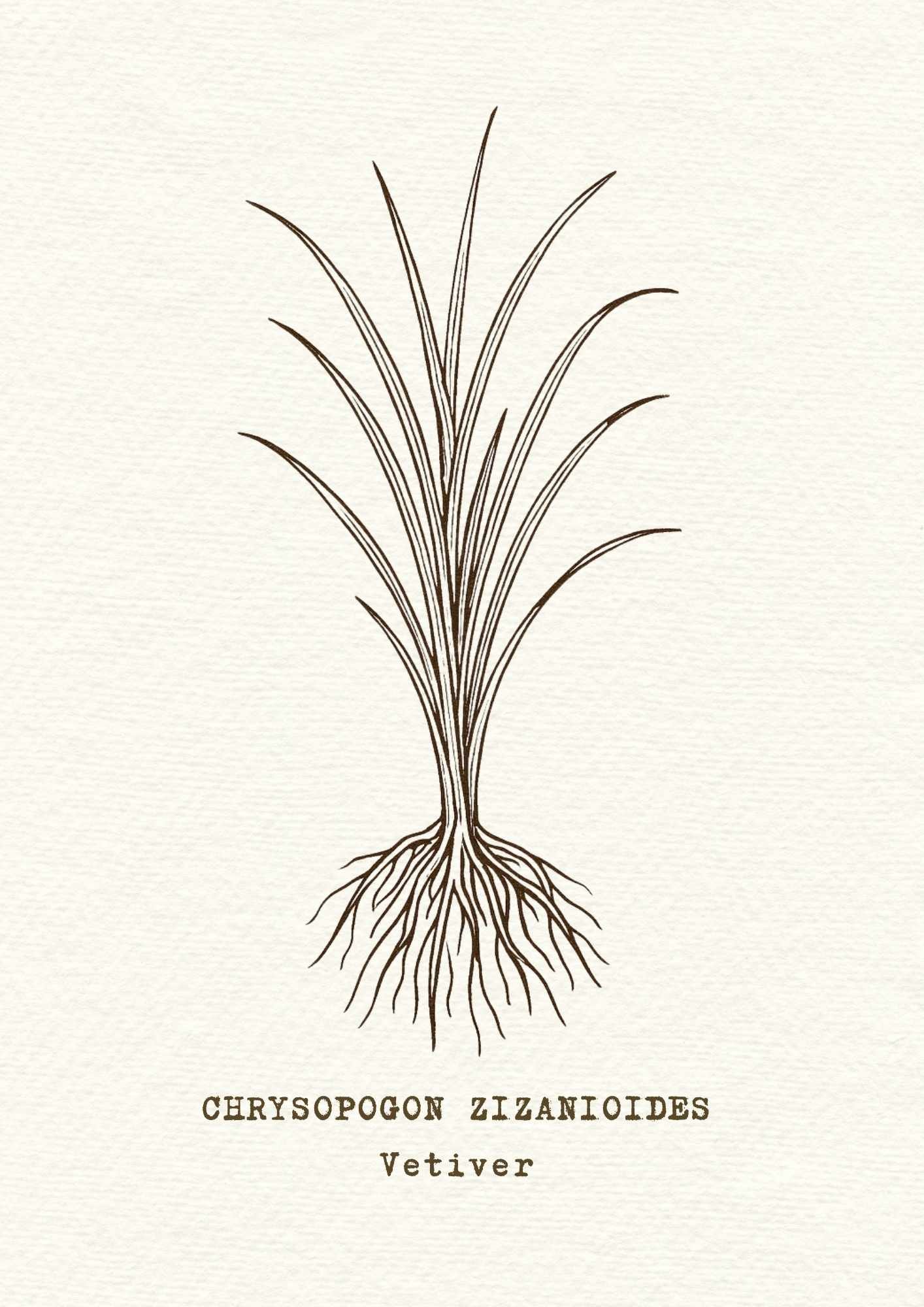 vetiver.jpg