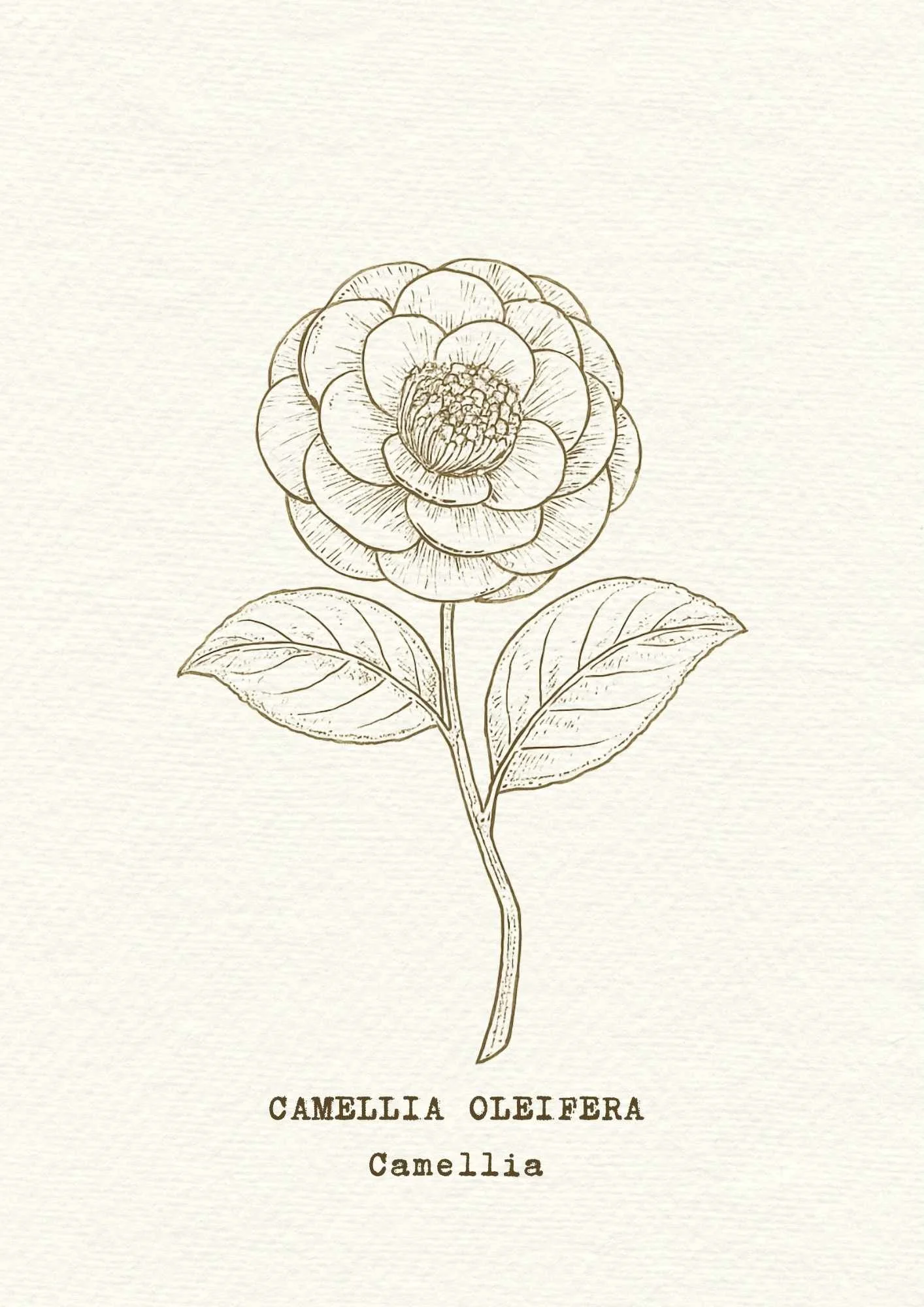 camellia.jpg