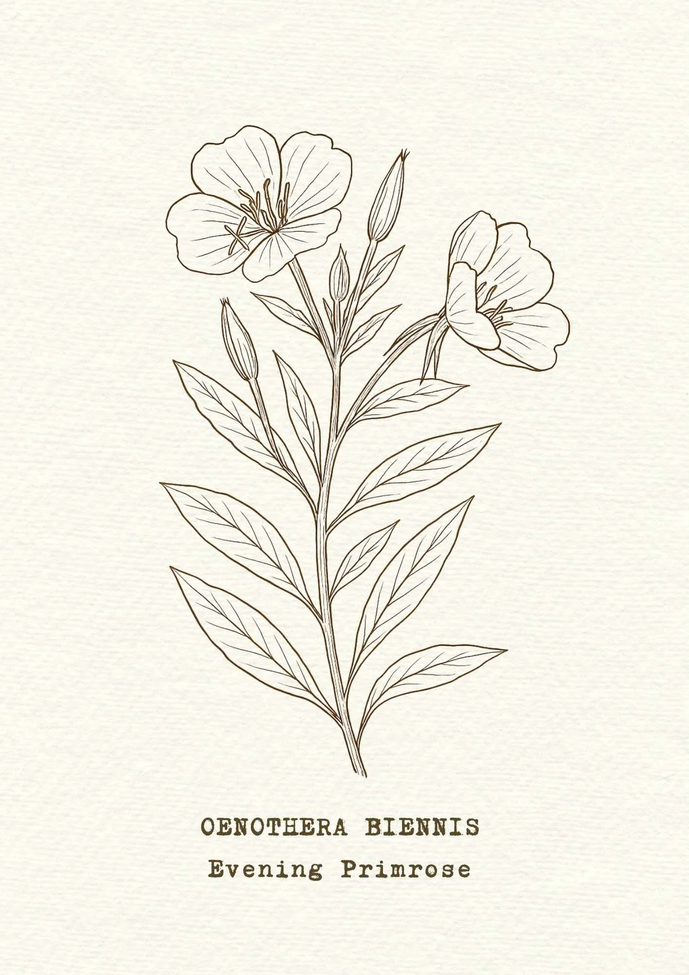 evening primrose.jpg