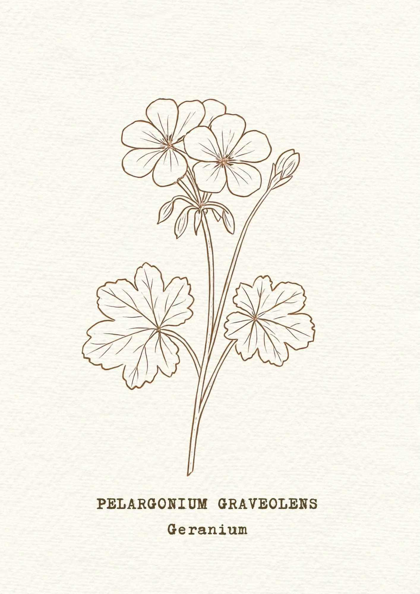 geranium.jpg