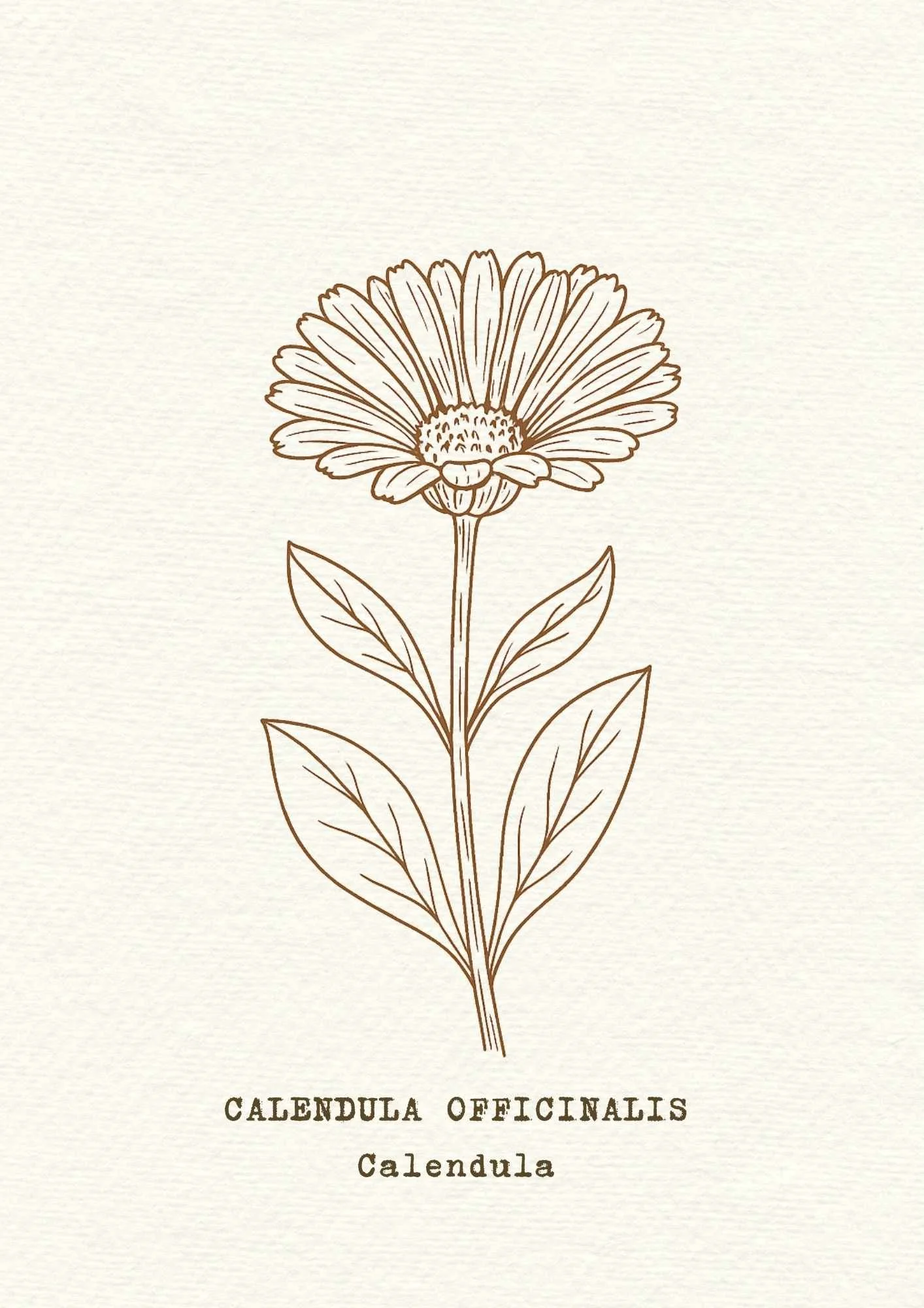 calendula.jpg