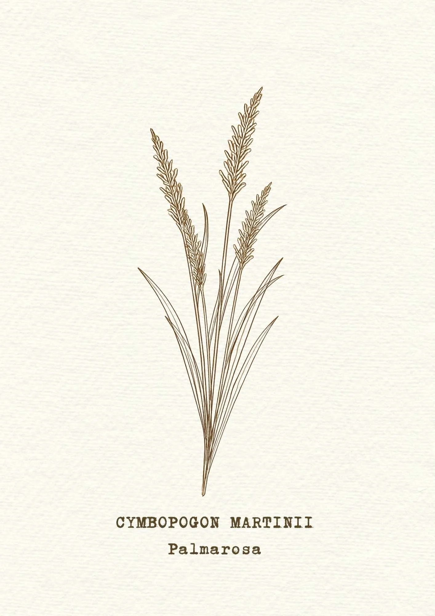 palmarosa.jpg