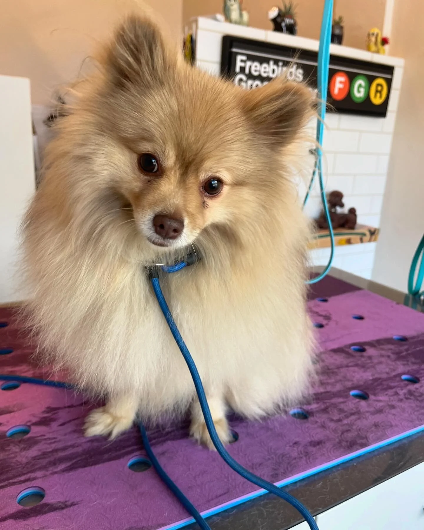 Look at happy Biscuit posing for the camera after his hair brushing! 😄
.
#freebirdsgroomroom #longbeachdoggrooming #brushout #longbeach #cratefreedoggrooming #oneononedoggrooming #lowanxietydoggrooming #dtlb #pineave #freebirdslbc #dog #doggrooming 