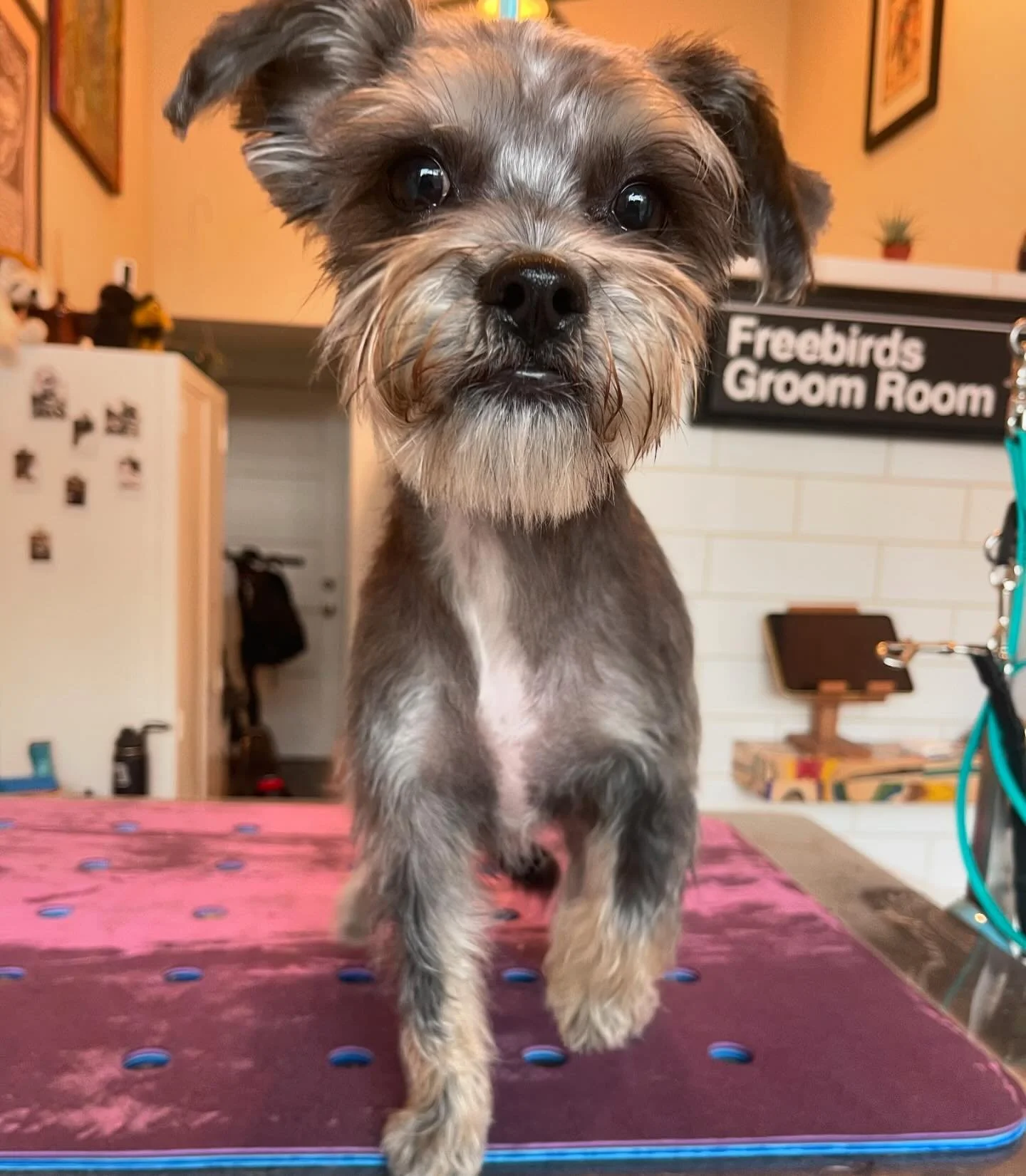 ✨Roux✨
.
#freebirdsgroomroom #longbeachdoggrooming #dtlb #oneononedoggrooming #cratefreedoggrooming #lowanxietydoggrooming