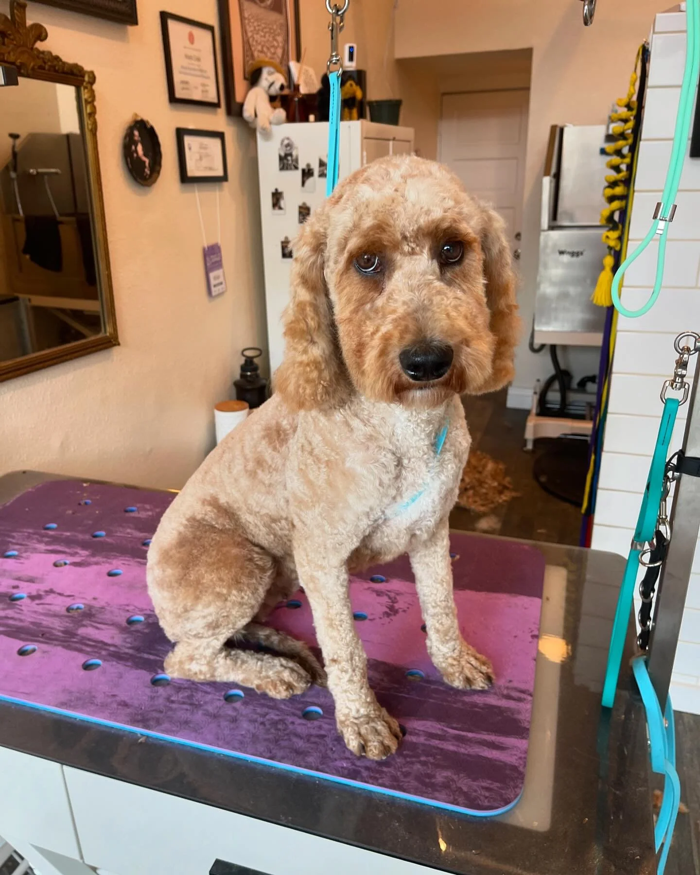Please swipe for the BEFORE pic! Quite the makeover for this super cutie✨
.
#freebirdsgroomroom #longbeachdoggrooming #dtlb #pineave #oneononedoggrooming #cratefreedoggrooming #lowanxietydoggrooming