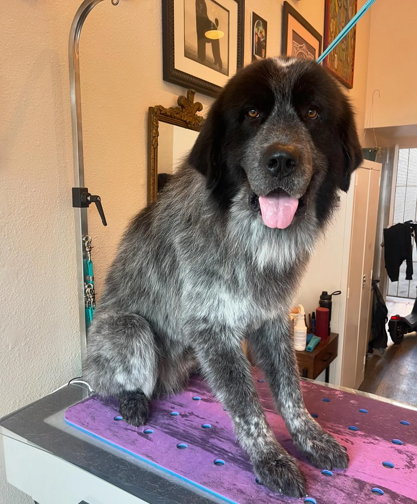Reuben🐾 bath,brush, and deshedding de-matting services 
.
#freebirdsgroomroom #longbeachdoggrooming #deshedding #pineave #dtlb #deshedding #oneononedoggrooming #lowanxietydoggrooming
