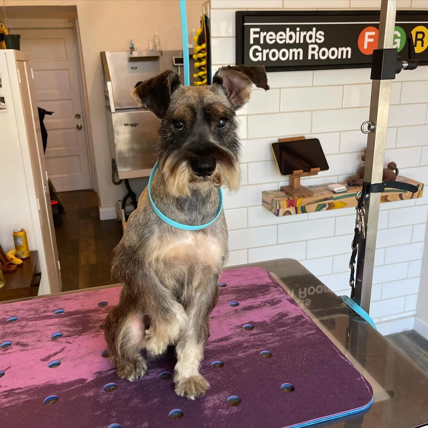 Biggie Smalls came in for the works. Looking fresh after a bath and haircut✨
.
#freebirdsgroomroom #longbeachdoggrooming #doghaircut #oneononedoggrooming #lowanxietydoggrooming #cratefreedoggrooming #dtlb #pineave