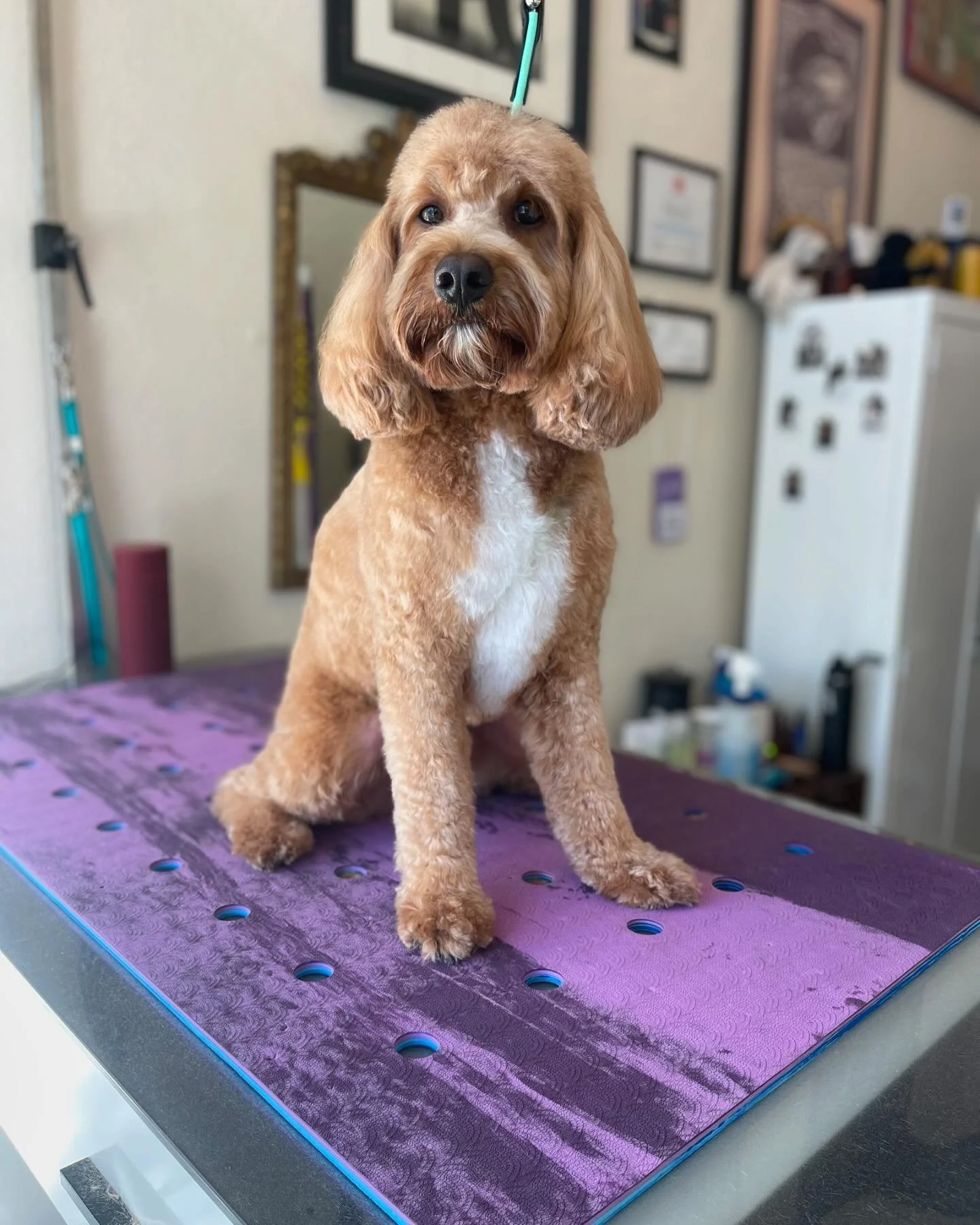 🍁Maple got a fresh haircut🍁
.
#freebirdsgroomroom #longbeachdoggrooming #pineave #doghaircut #freebirdslbc #dtlb #oneononedoggrooming #lowanxietydoggrooming #cratefreedoggrooming