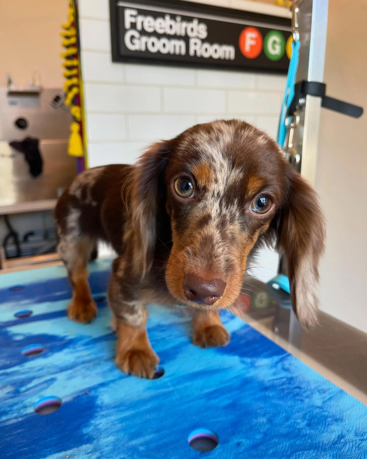 🐾Mimi✨
.
#freebirdsgroomroom #bathandbrush #longbeachdoggrooming #oneononedoggrooming #lowanxietydoggrooming #cratefreedoggrooming