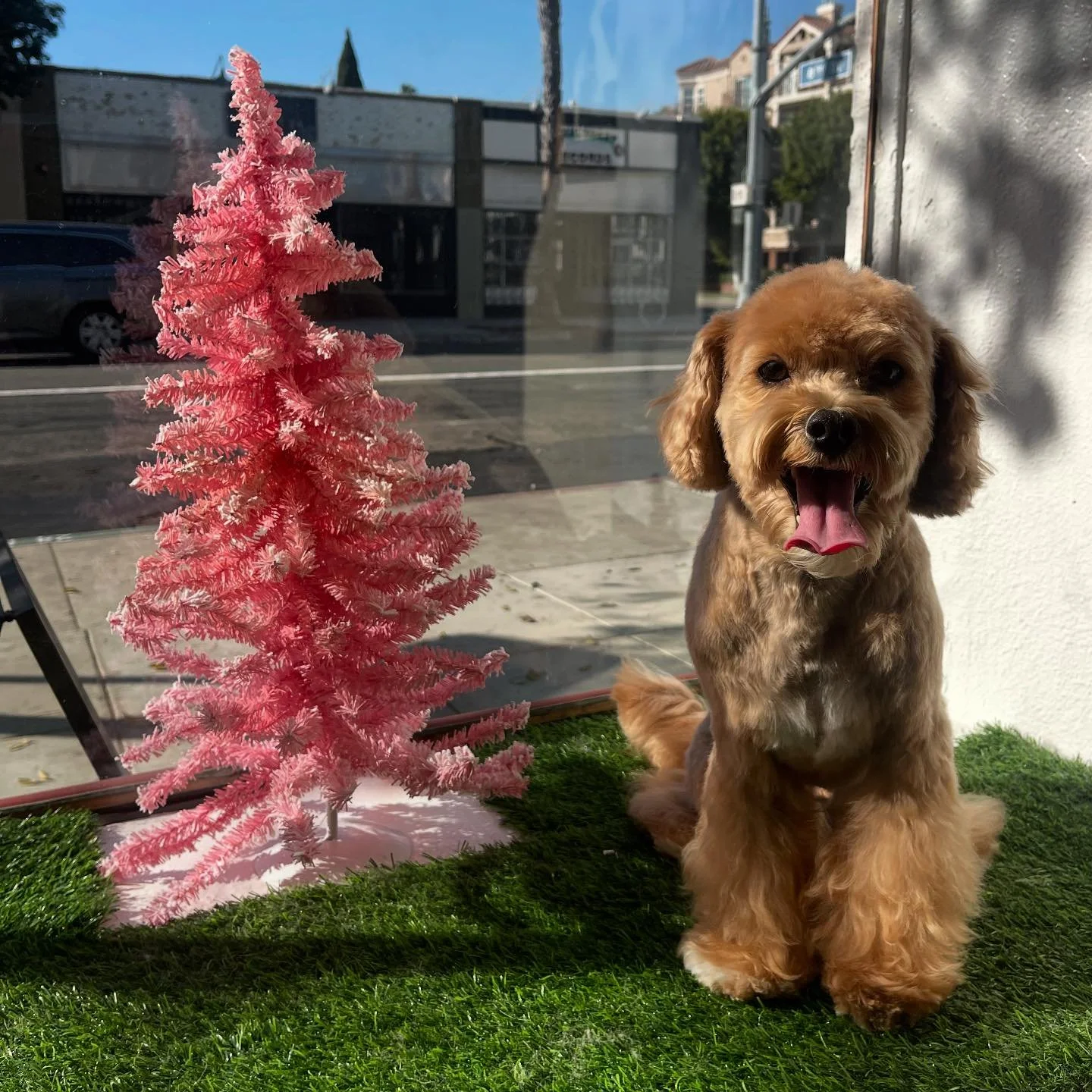 🎄B O O T S I E🎄
.
#freebirdsgroomroom #longbeachdoggrooming #oneononedoggrooming #dtlb #lowanxietydoggrooming #cratefreedoggrooming