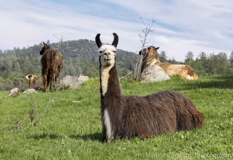 Llamas at Circle Home