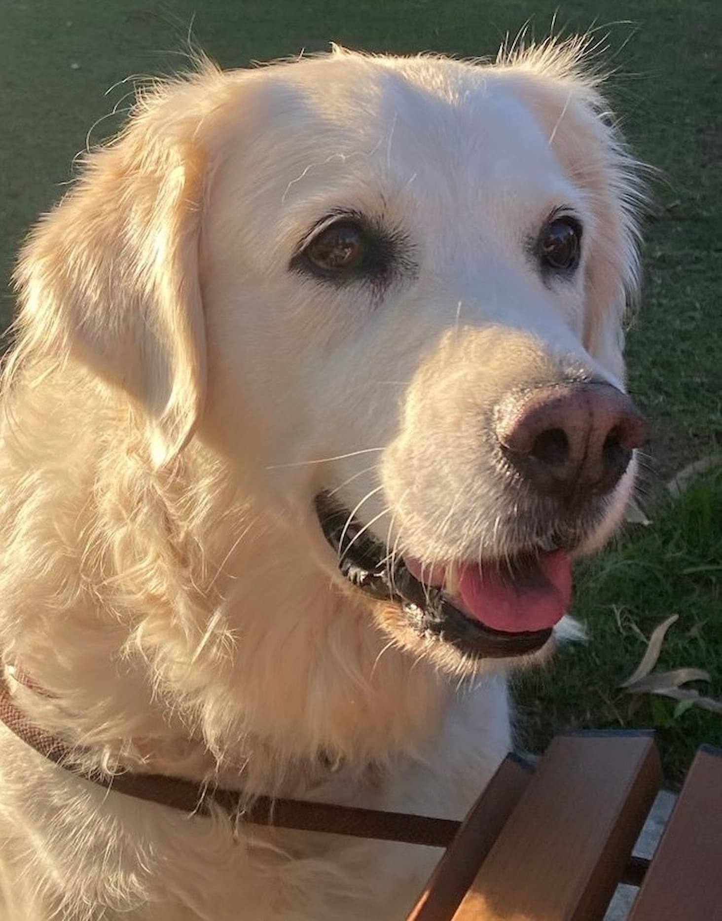 Close-up of a happy yellow Labrador retriever dog with golden fur, sitting outside on grass with sunlight on its face.