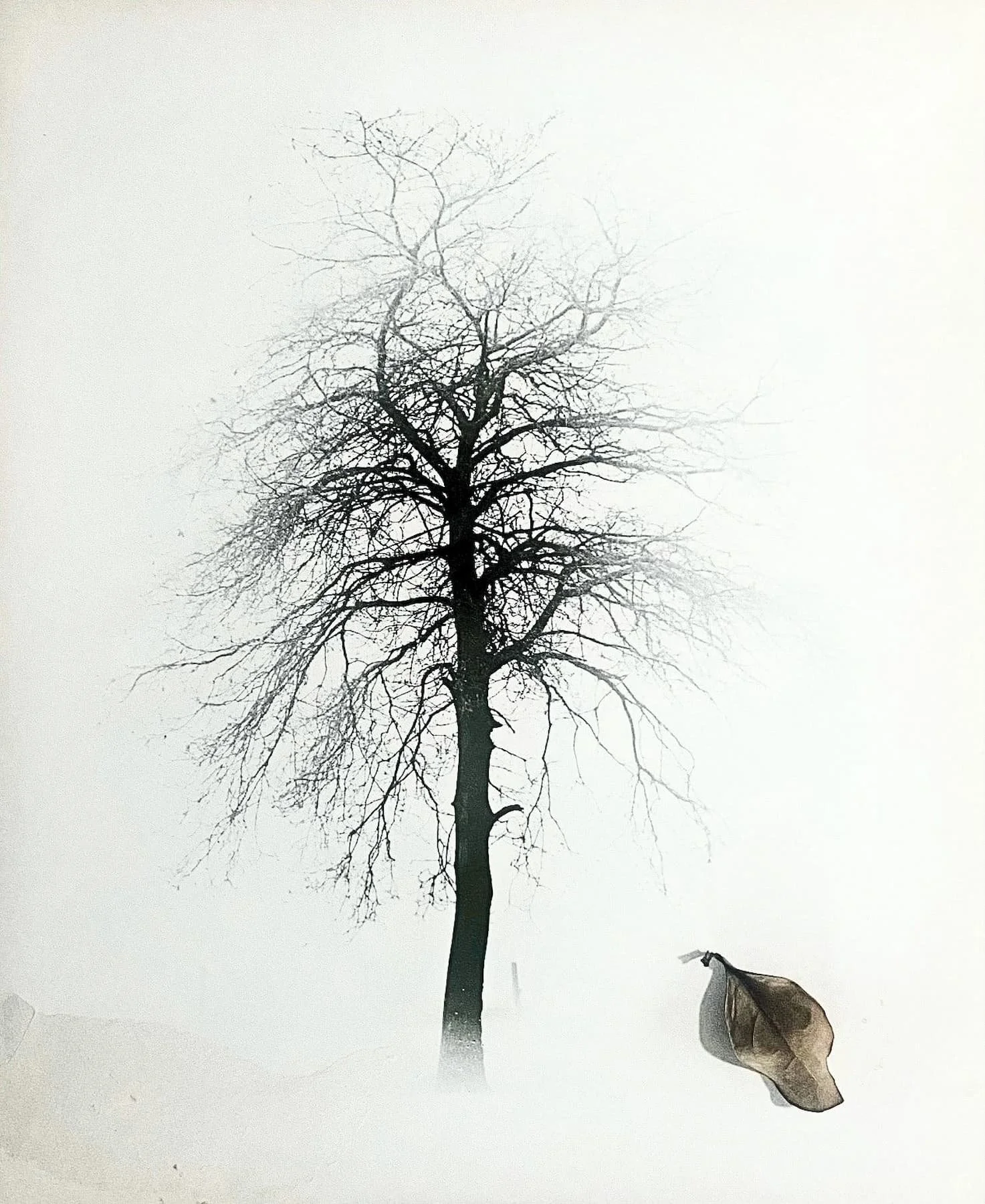 WINTER, Photocollage, Photographic Paper, Leaf, 50x60cm