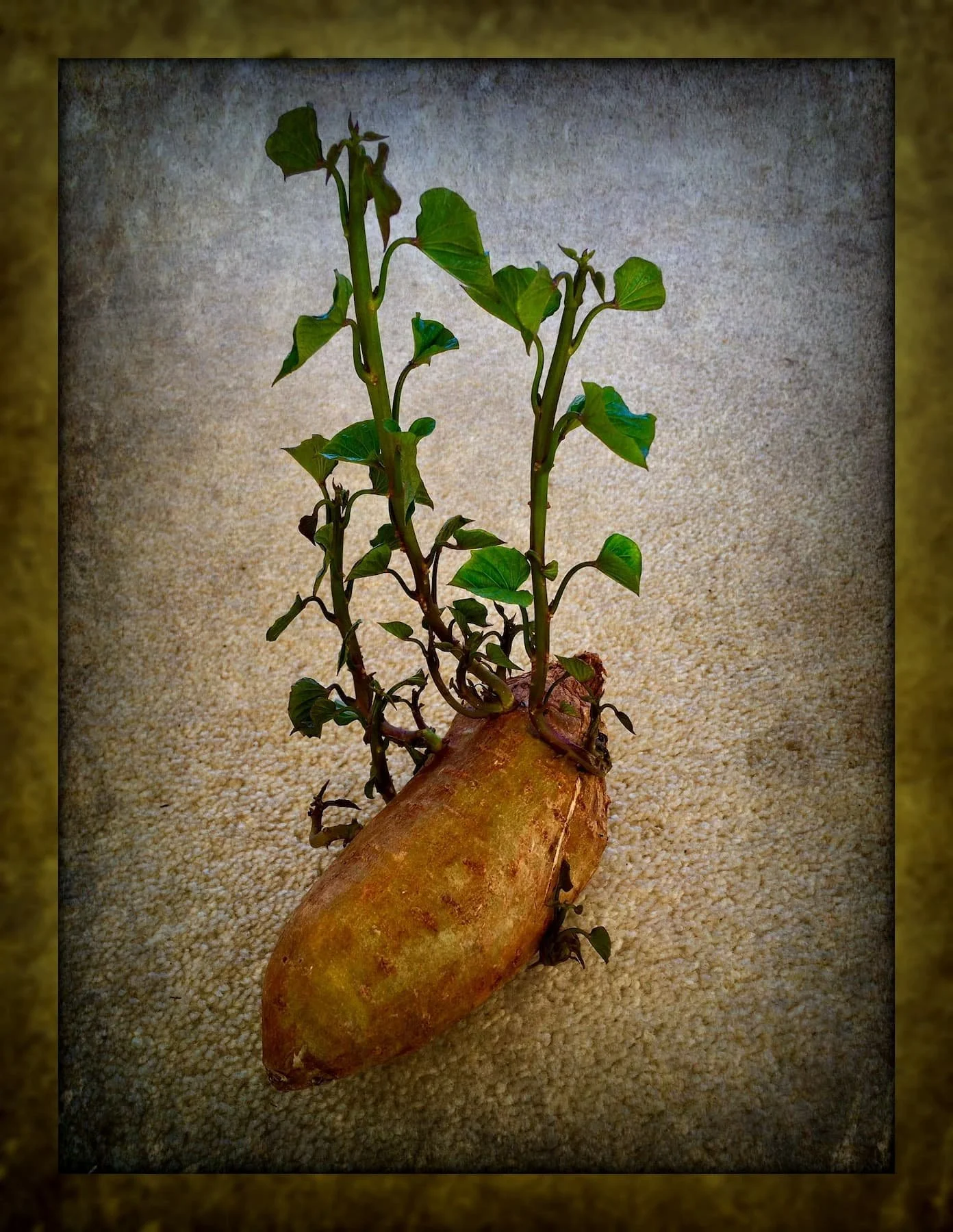 CAMOUFLAGE, Photograph