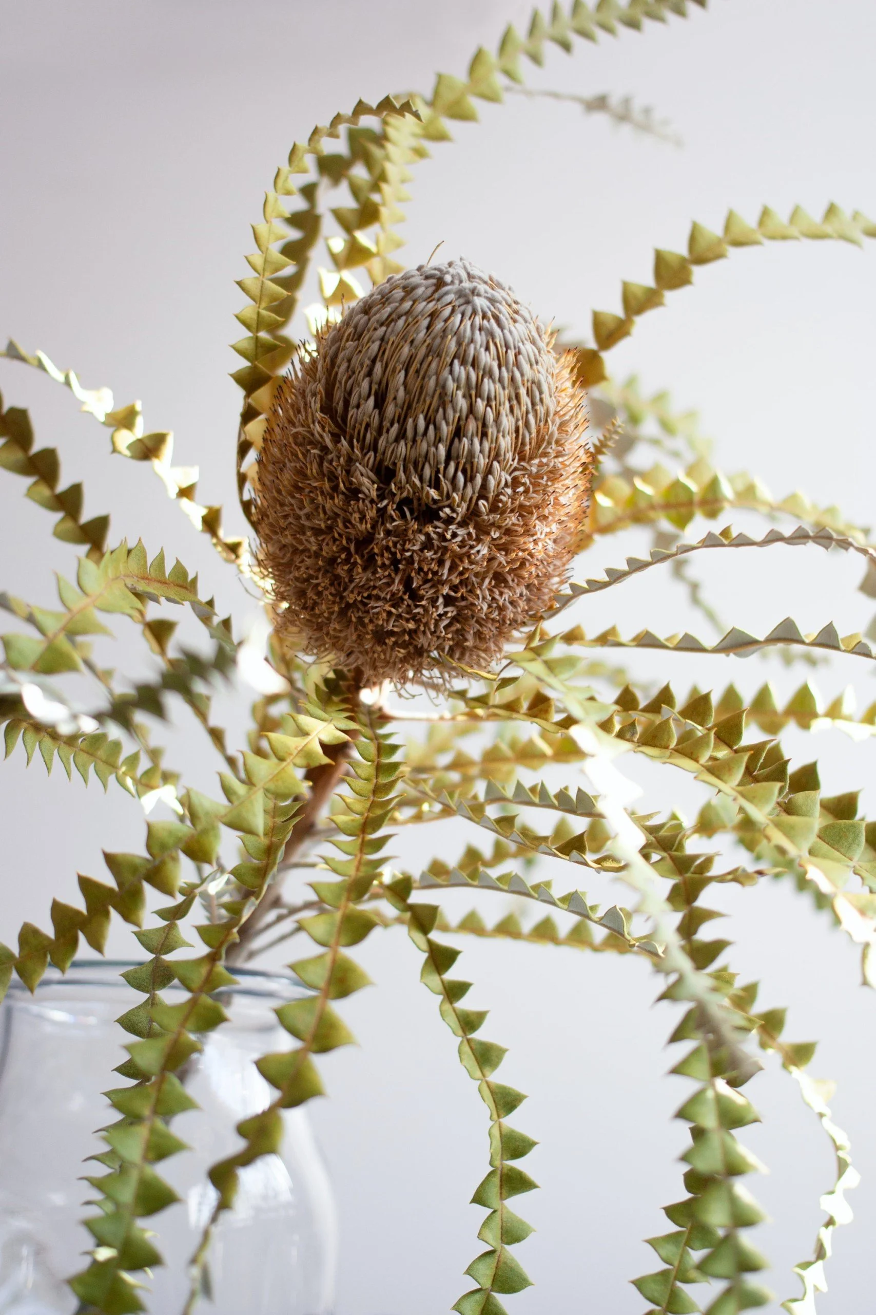 Close-up of a dried Banksia flower on a pale background, with green fern-like leaves in a glass vase.