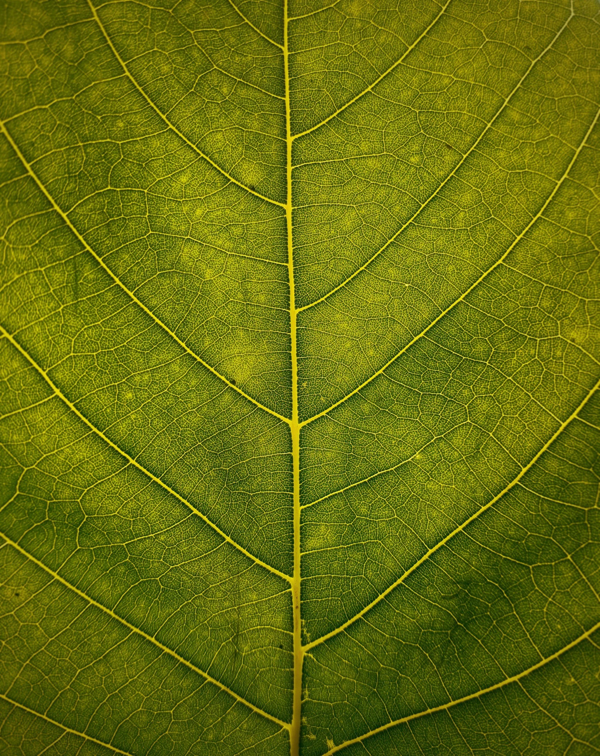 Close-up view of a detailed green leaf showing its veins and textured surface.