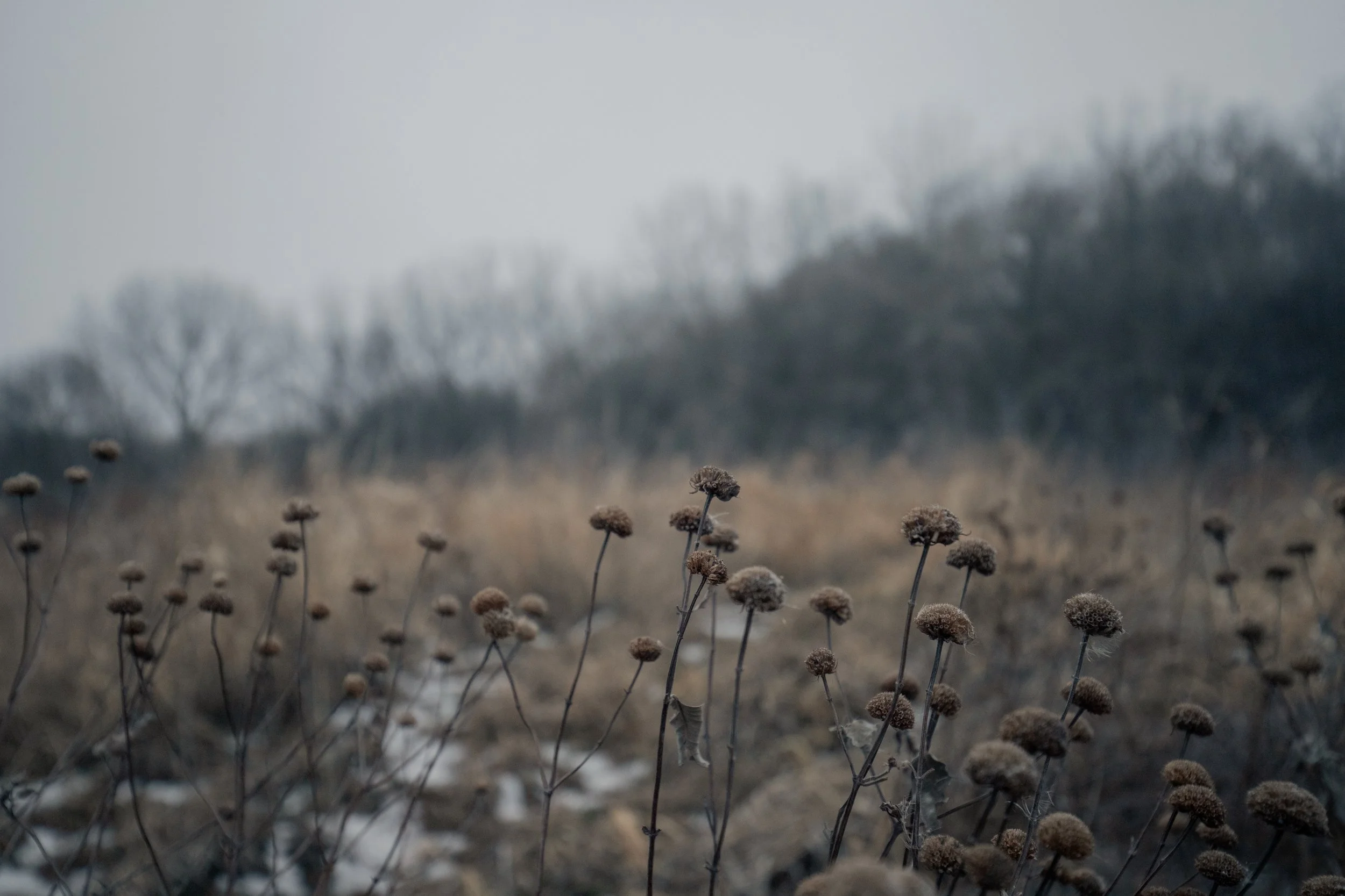 240124_rassmussson woods - warm tone_Lilly A_8.jpg