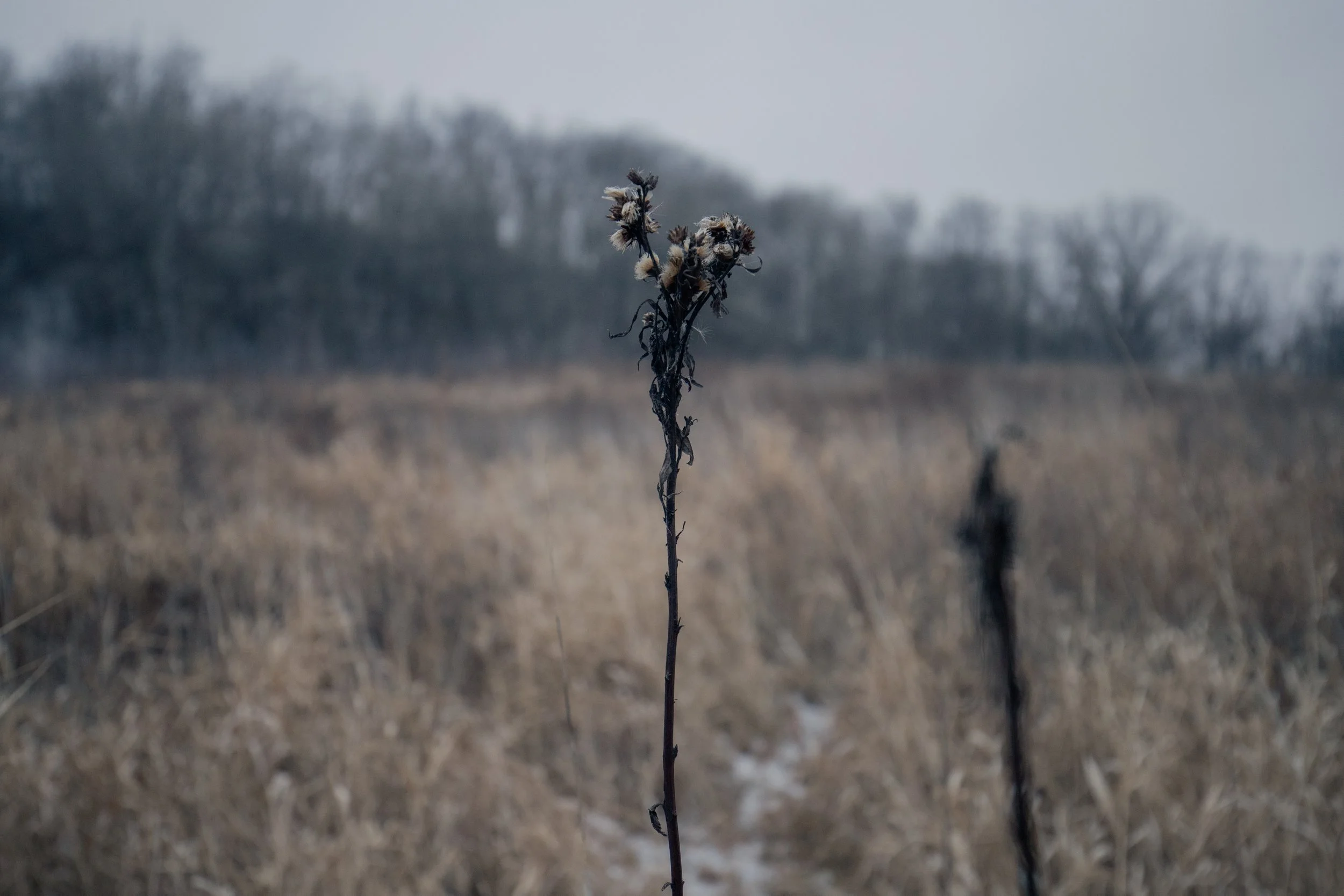 240124_rassmussson woods - warm tone_Lilly A_6.jpg