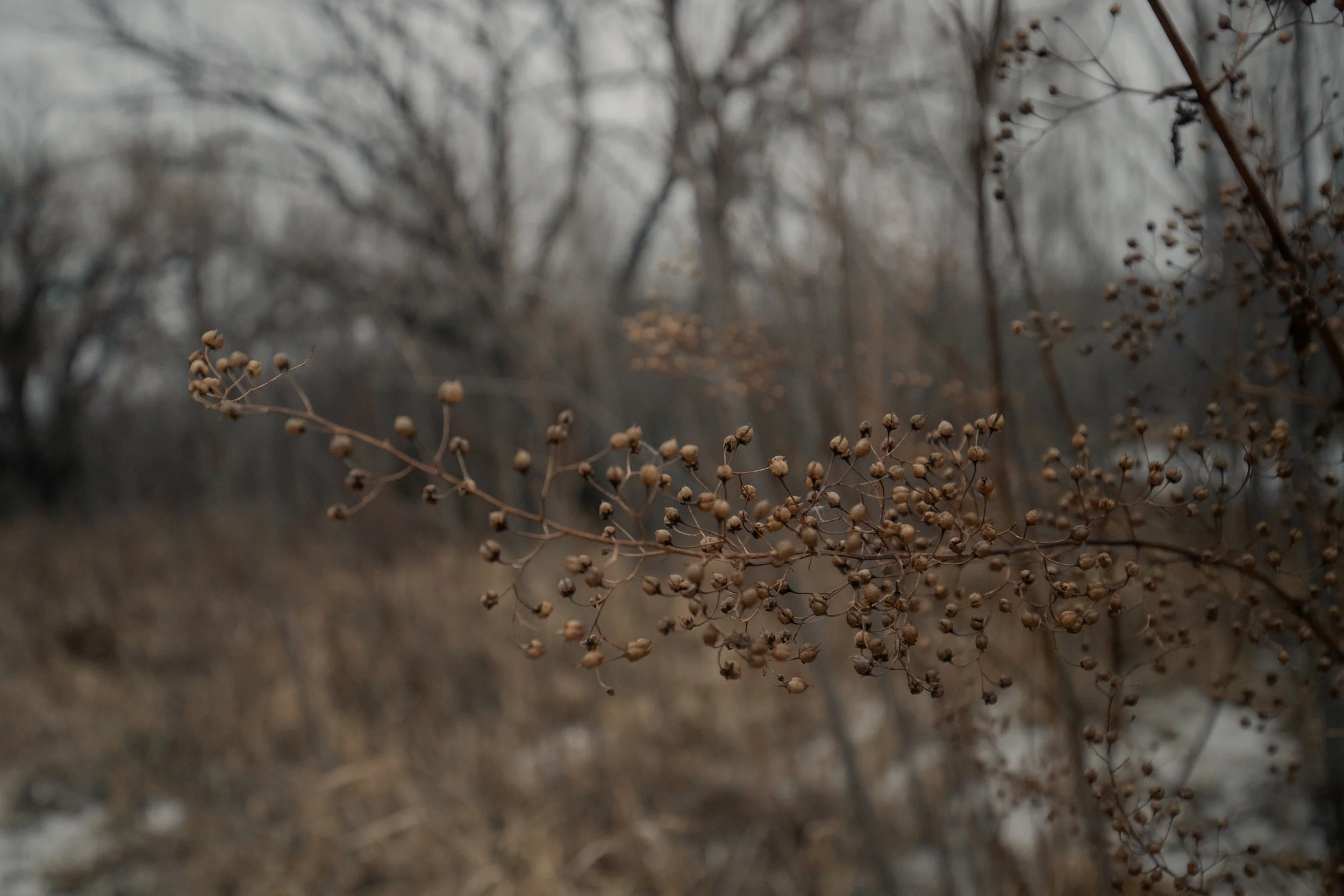 240124_rassmussson woods - warm tone_Lilly A_4.jpg