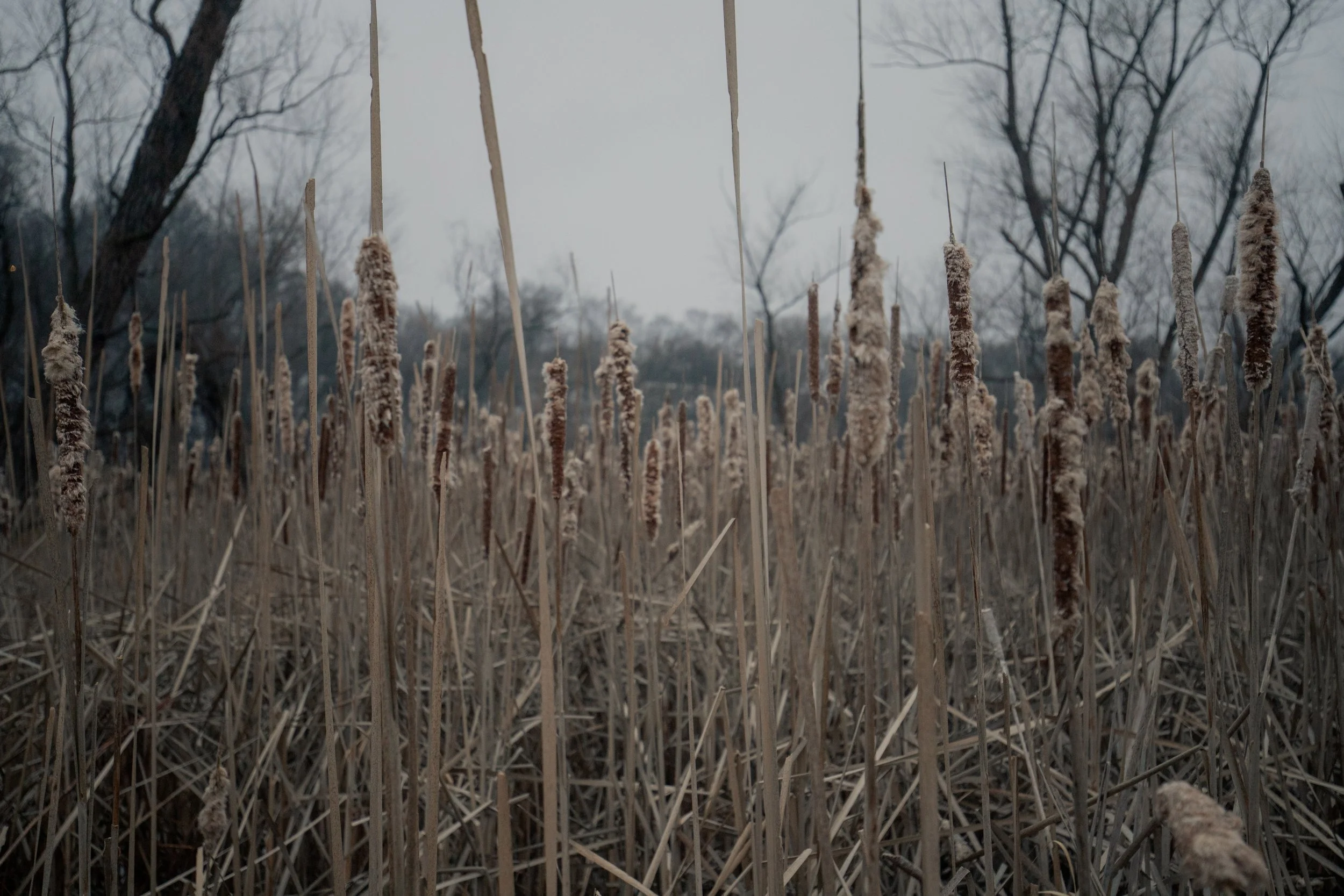 240124_rassmussson woods - warm tone_Lilly A_13.jpg
