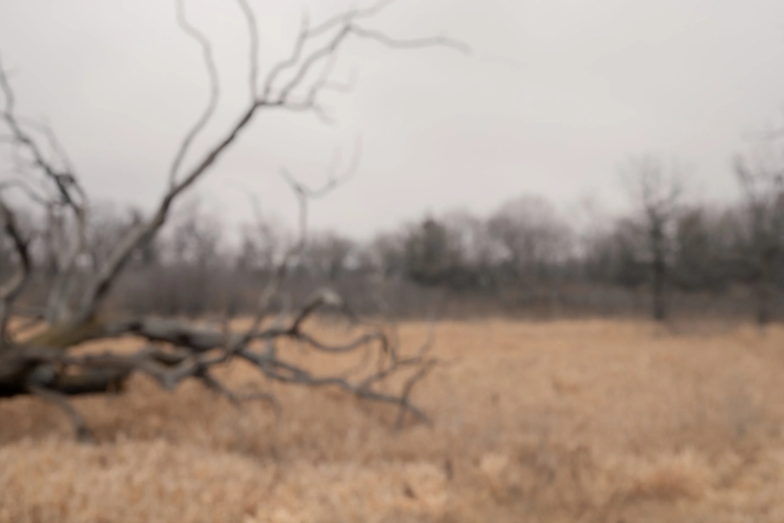 240126_minneopa state park_warm_Lilly A_3.jpg