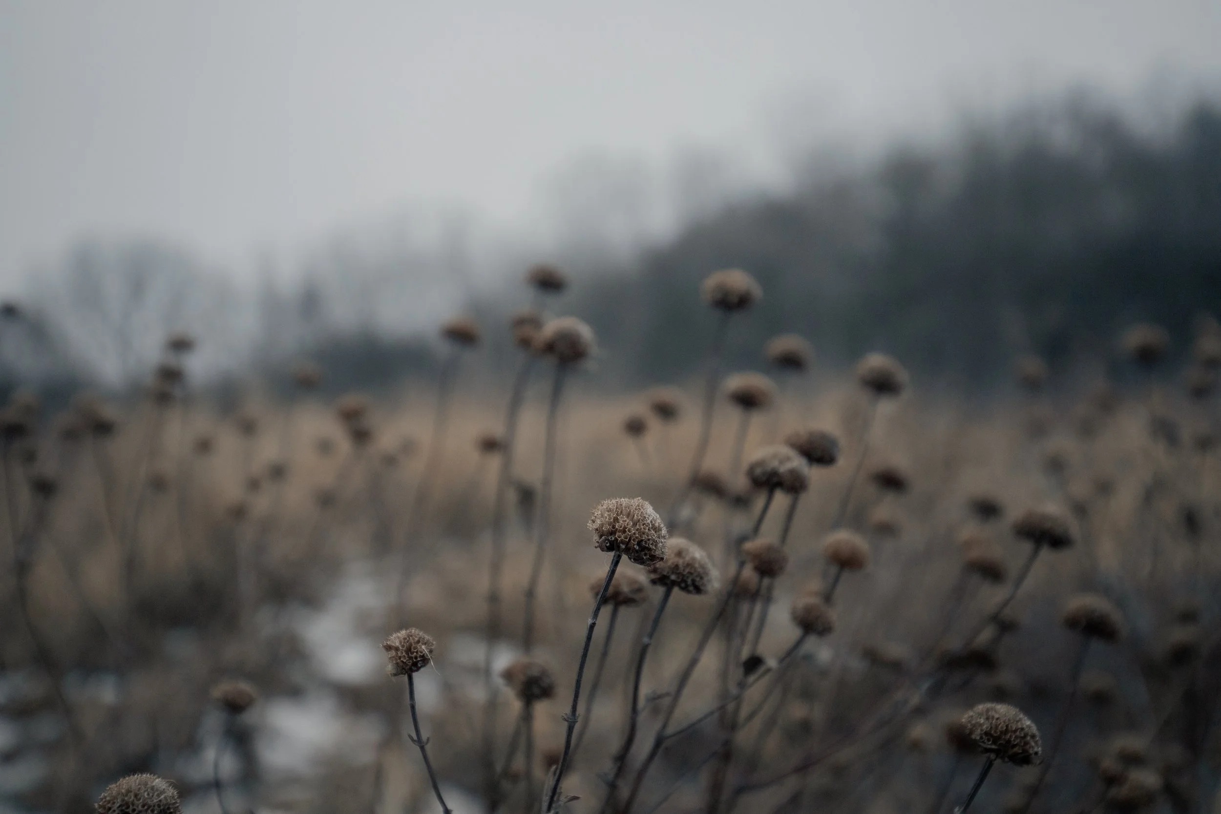 240124_rassmussson woods - warm tone_Lilly A_9.jpg