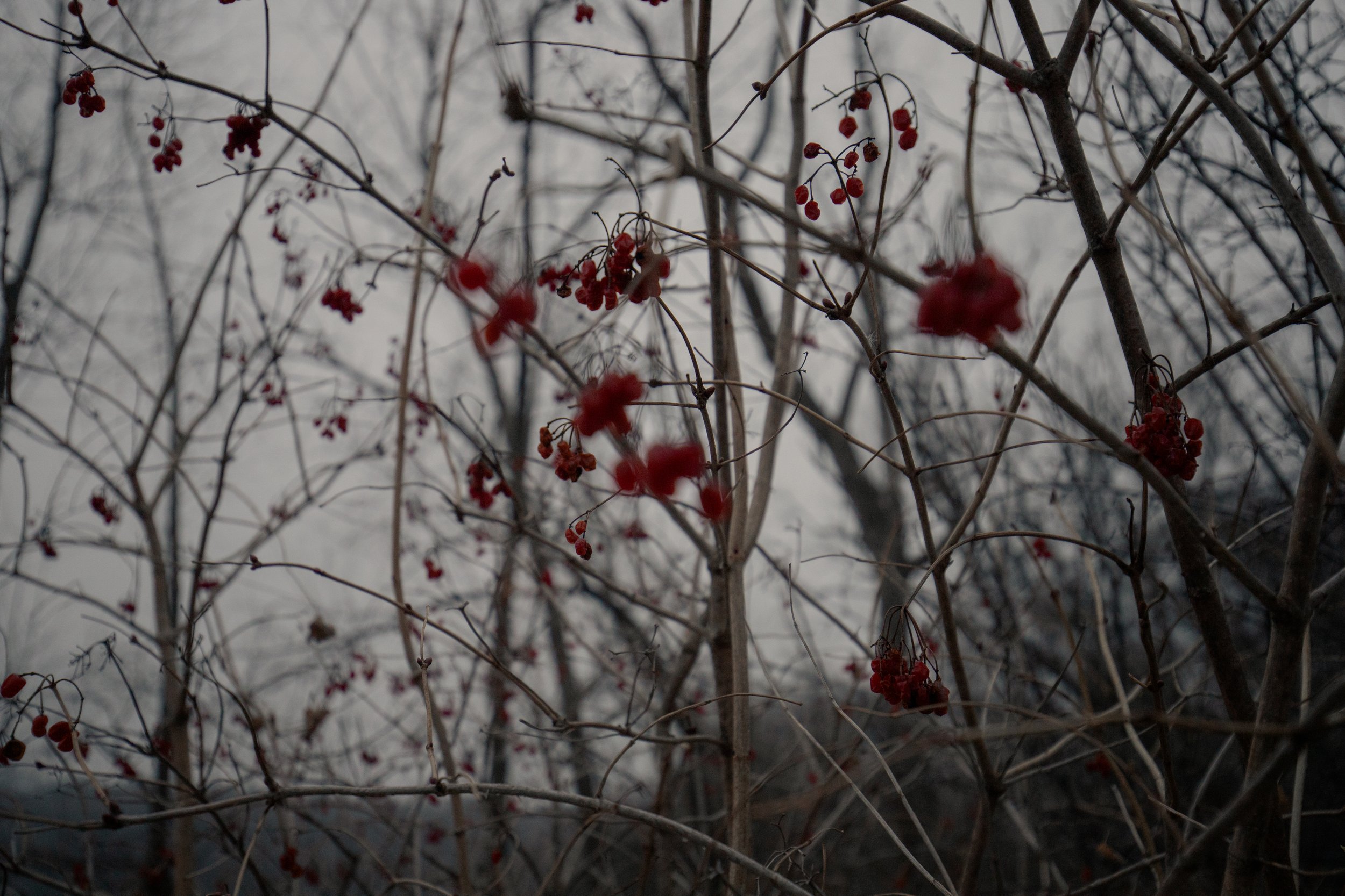 240124_rassmussson woods - warm tone_Lilly A_17.jpg