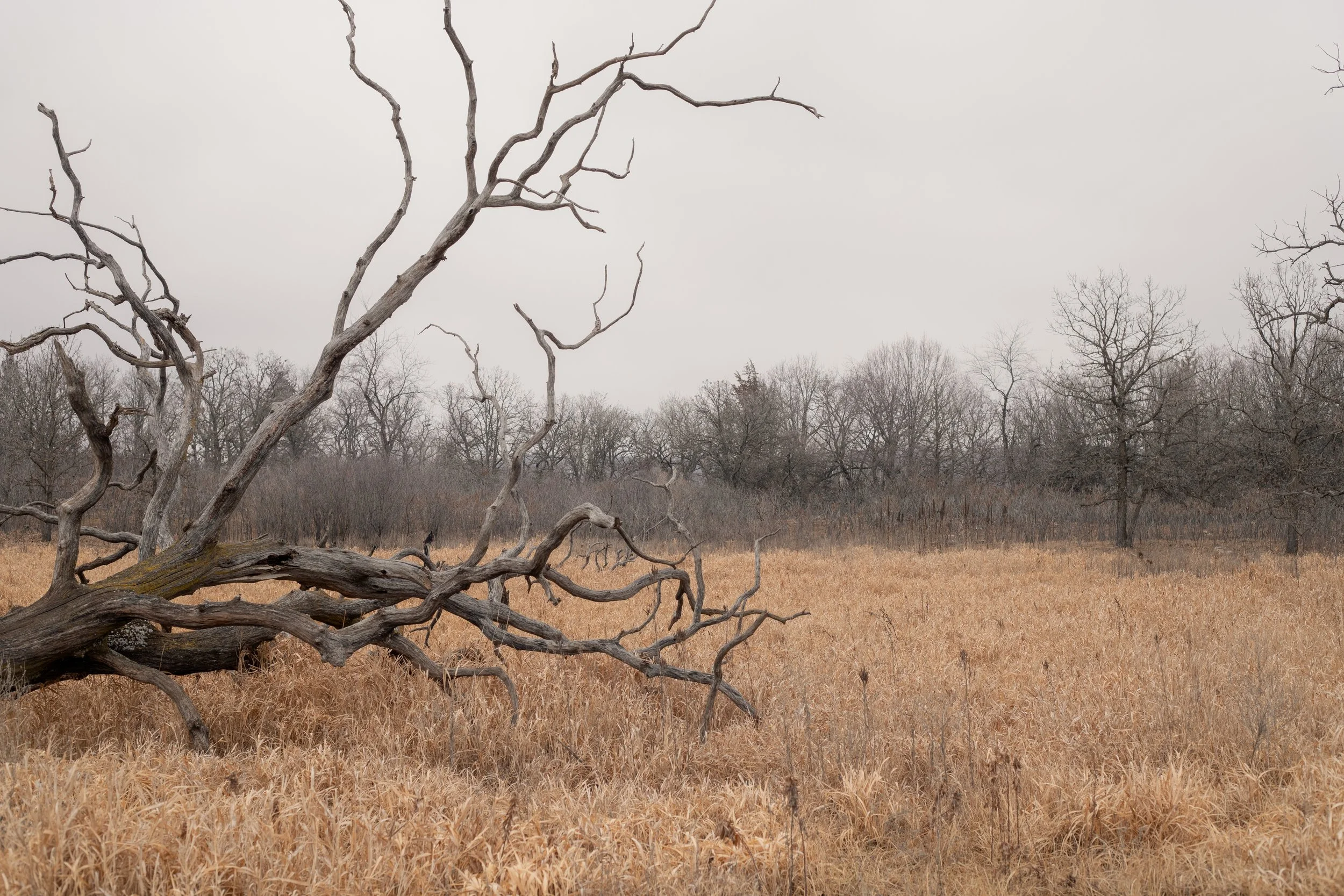 240126_minneopa state park_warm_Lilly A_2.jpg