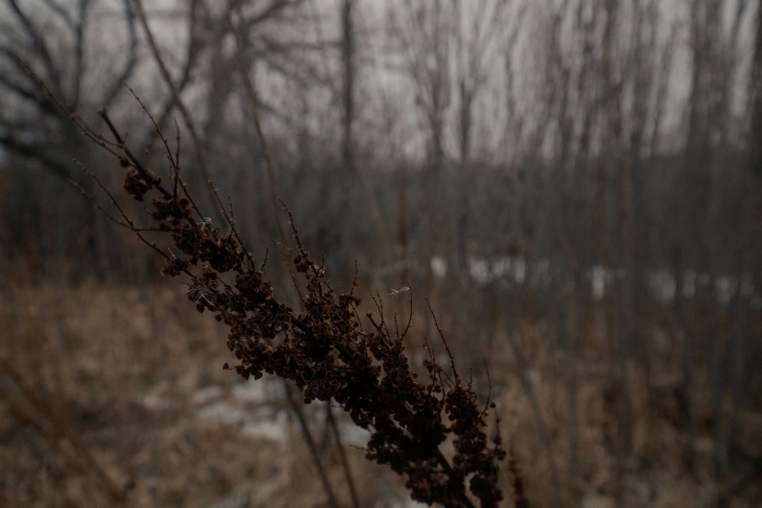 240124_rassmussson woods - warm tone_Lilly A_3.jpg