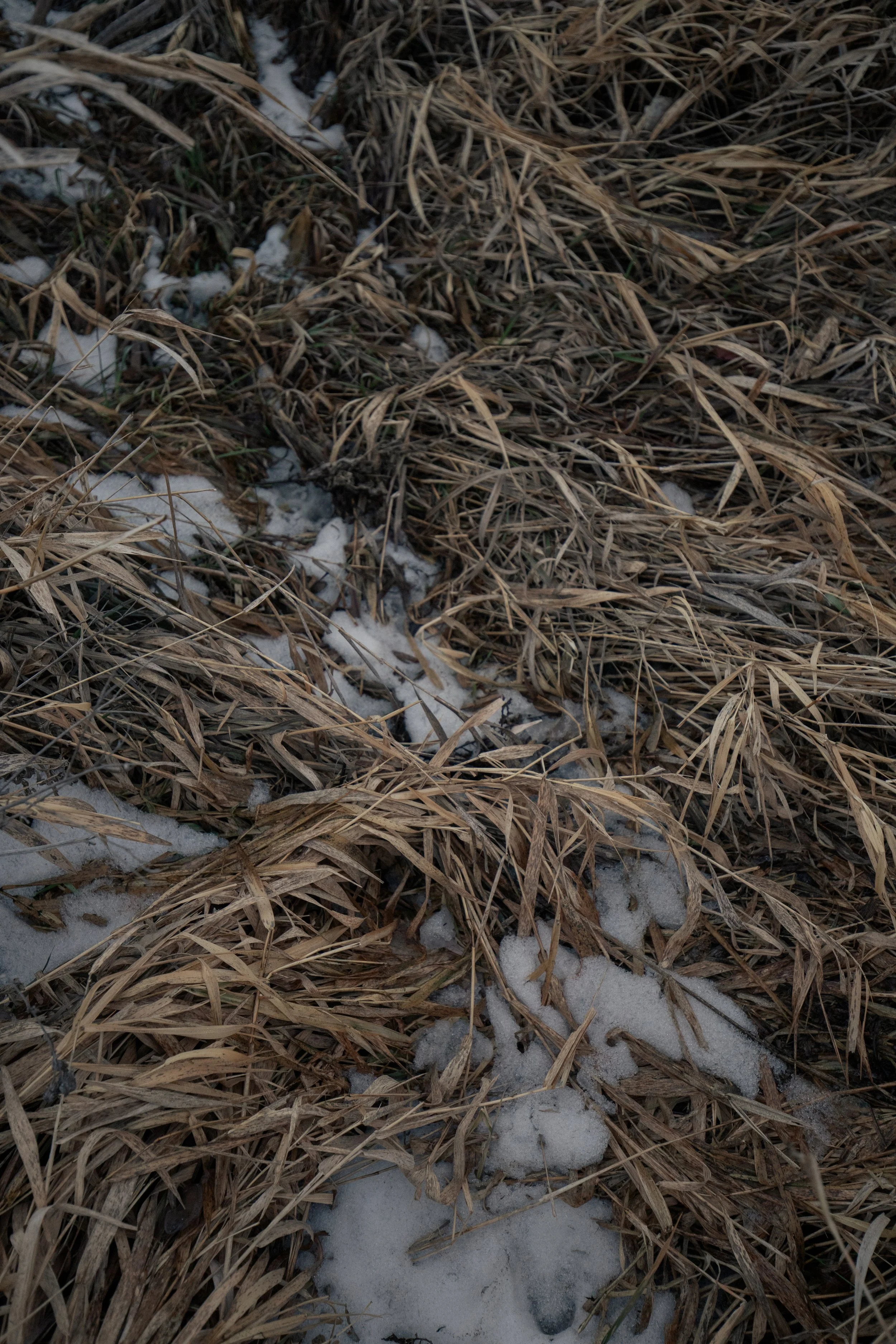 240124_rassmussson woods - warm tone_Lilly A_7.jpg